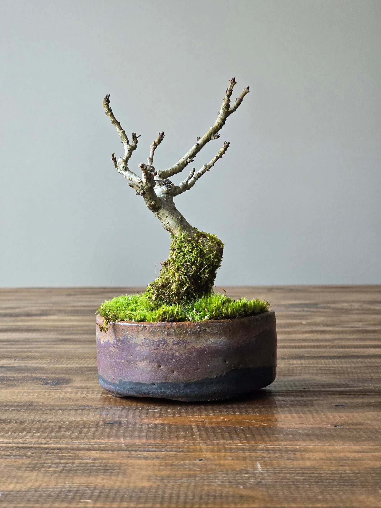 Desert Ash Bonsai with handmade pot
