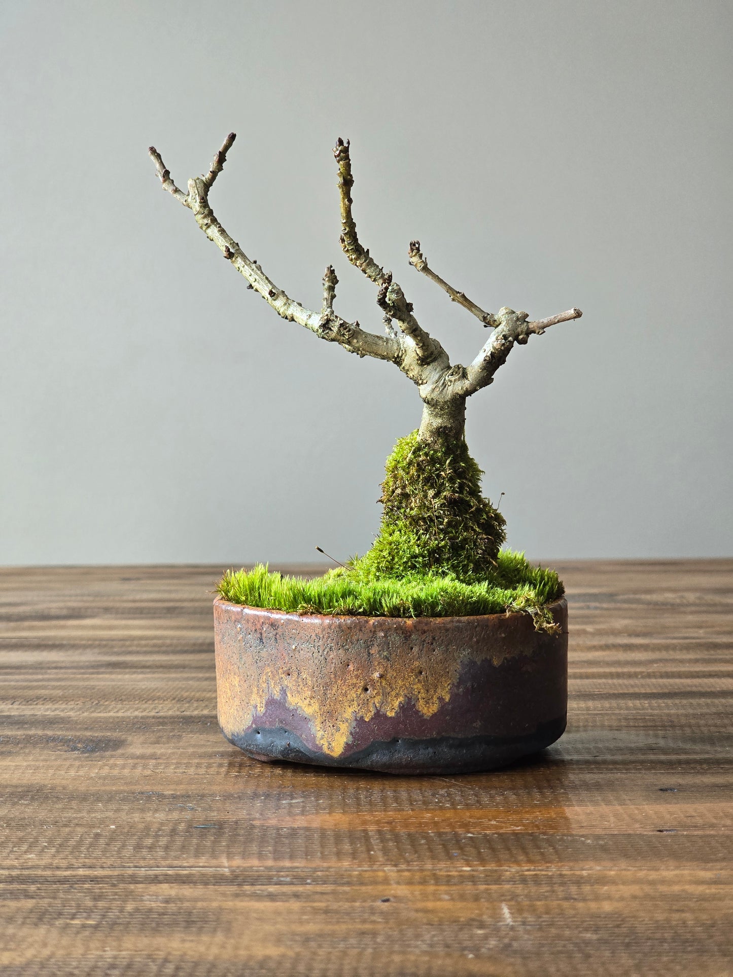Desert Ash Bonsai with handmade pot