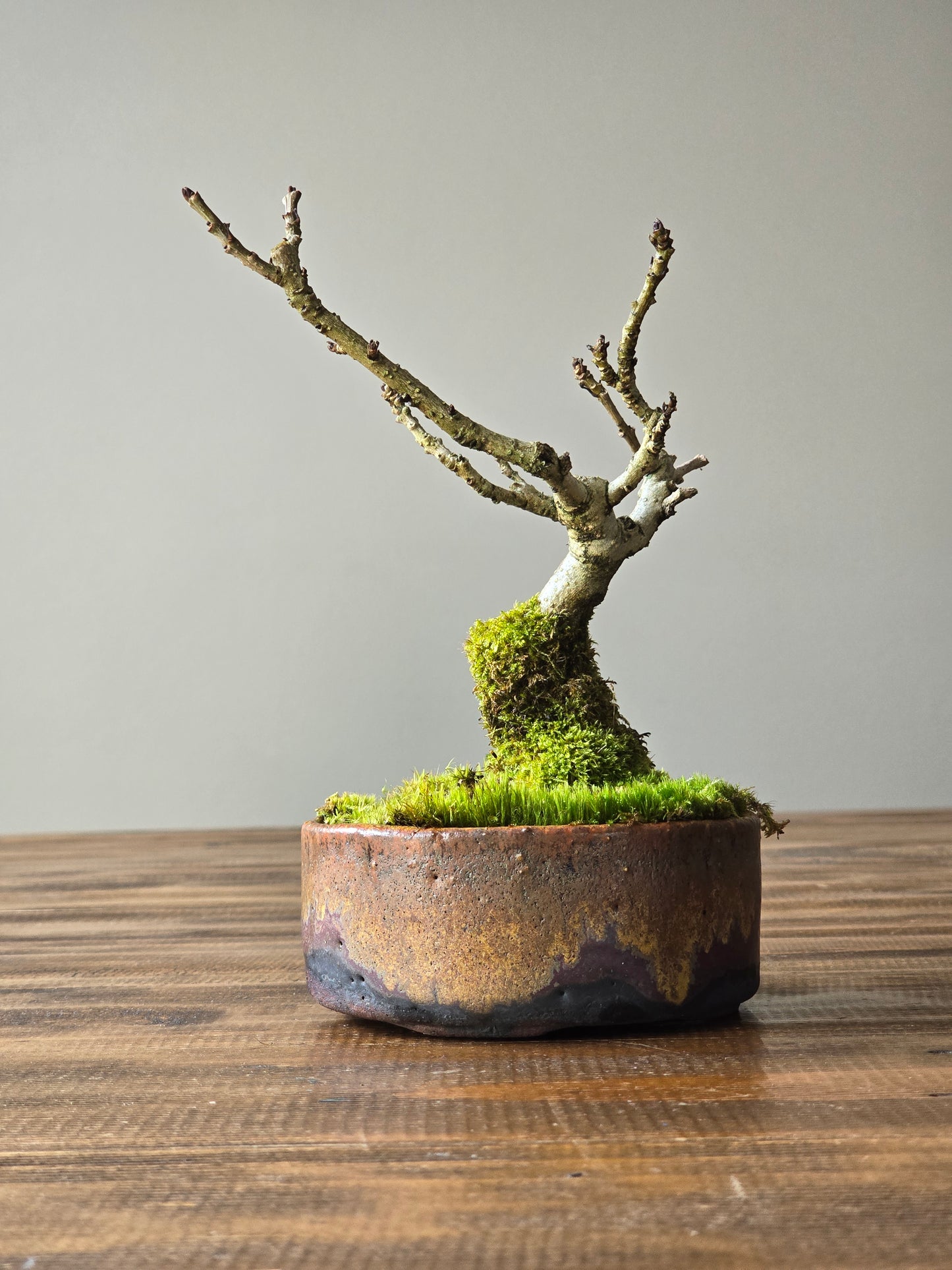Desert Ash Bonsai with handmade pot