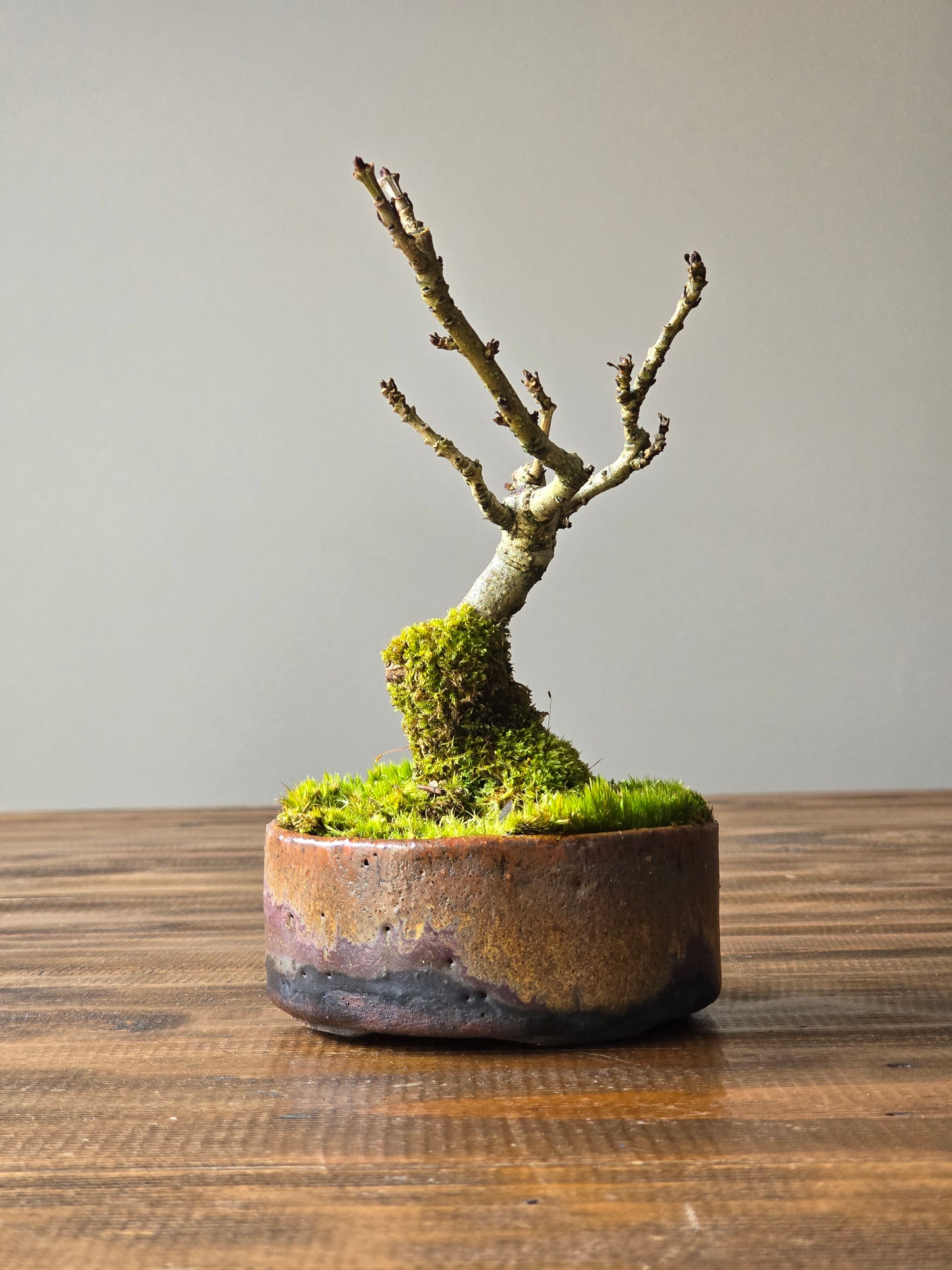 Desert Ash Bonsai with handmade pot