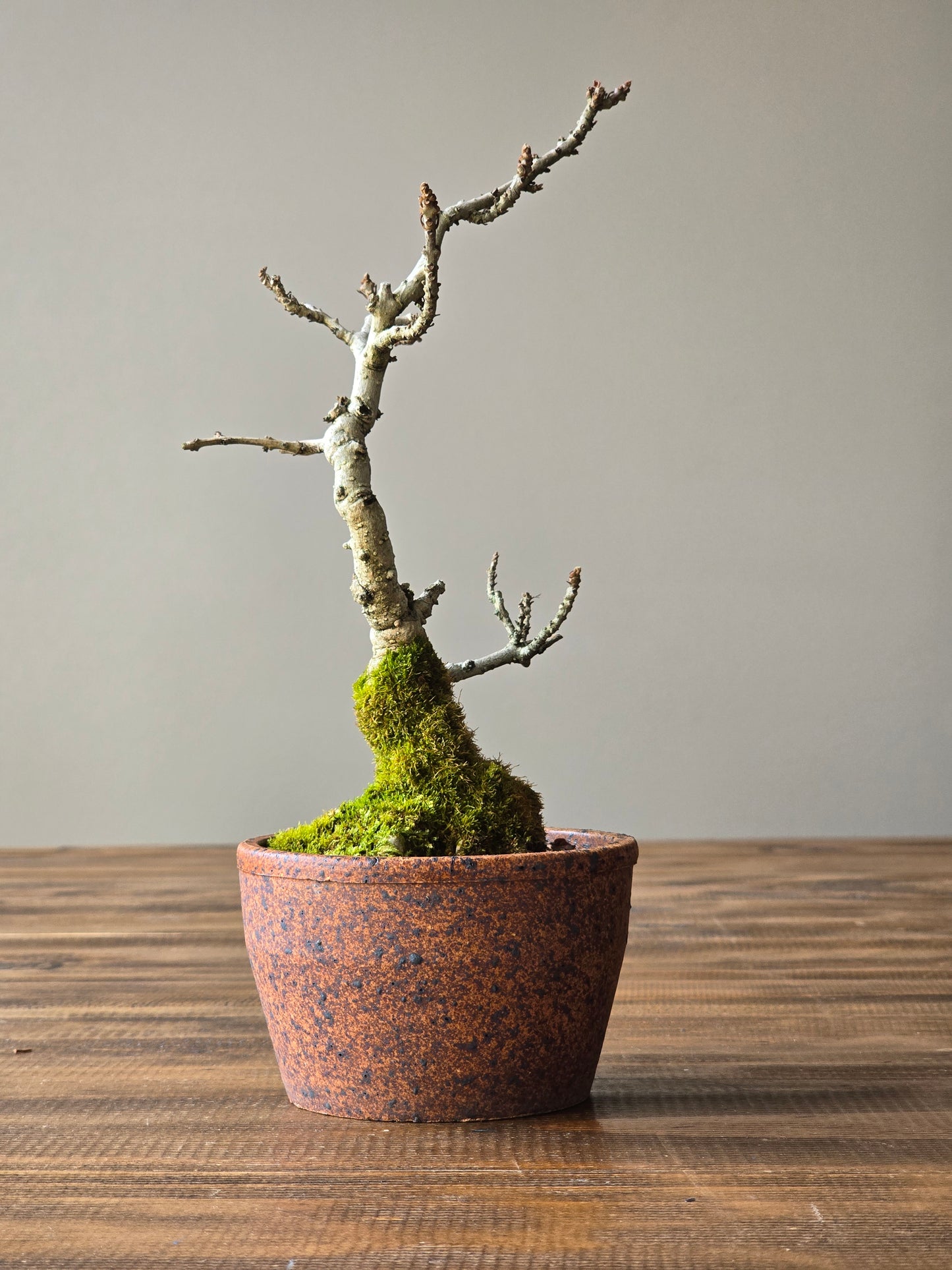 Desert Ash Bonsai with handmade Japanese pot