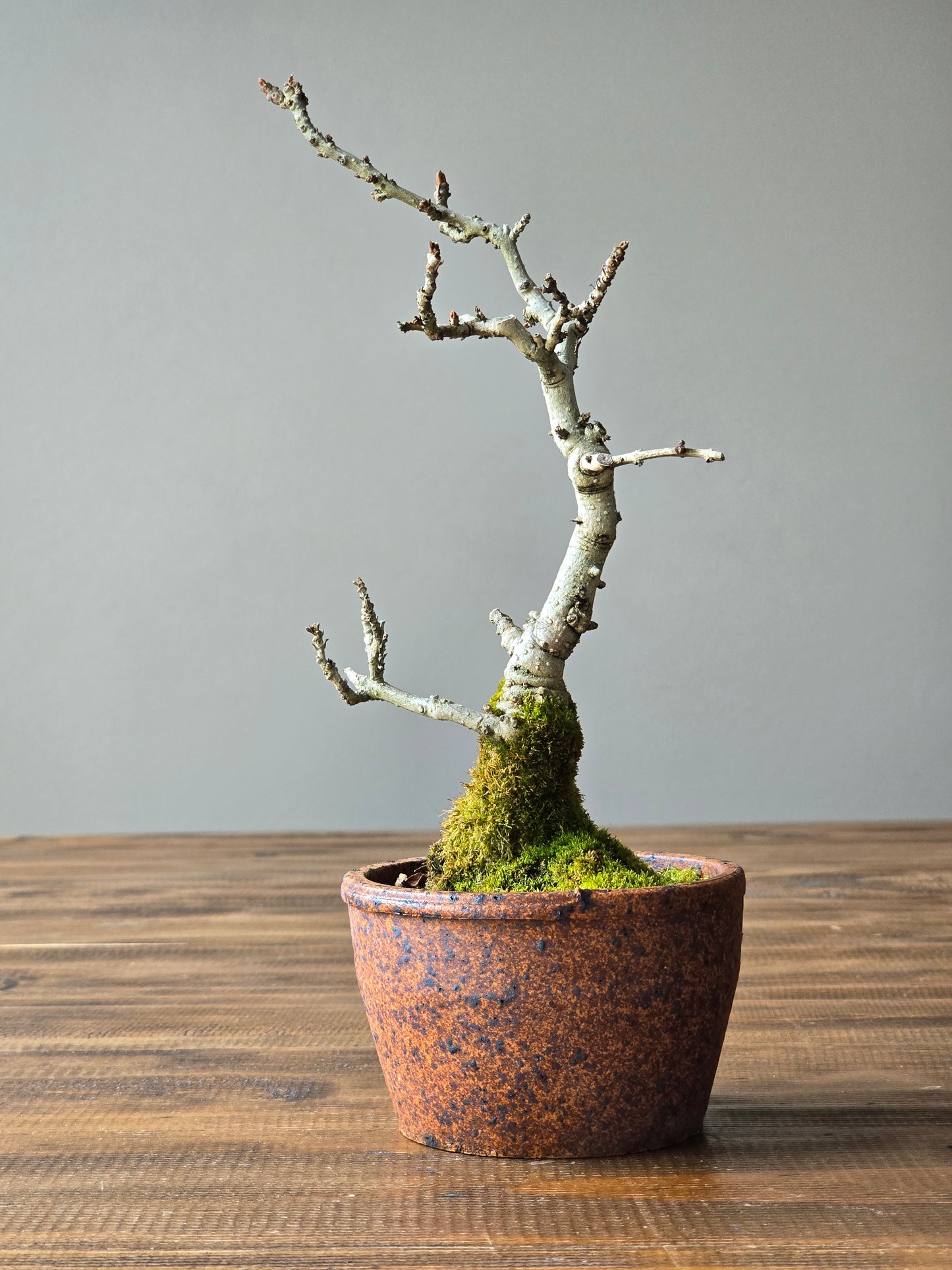 Desert Ash Bonsai with handmade Japanese pot