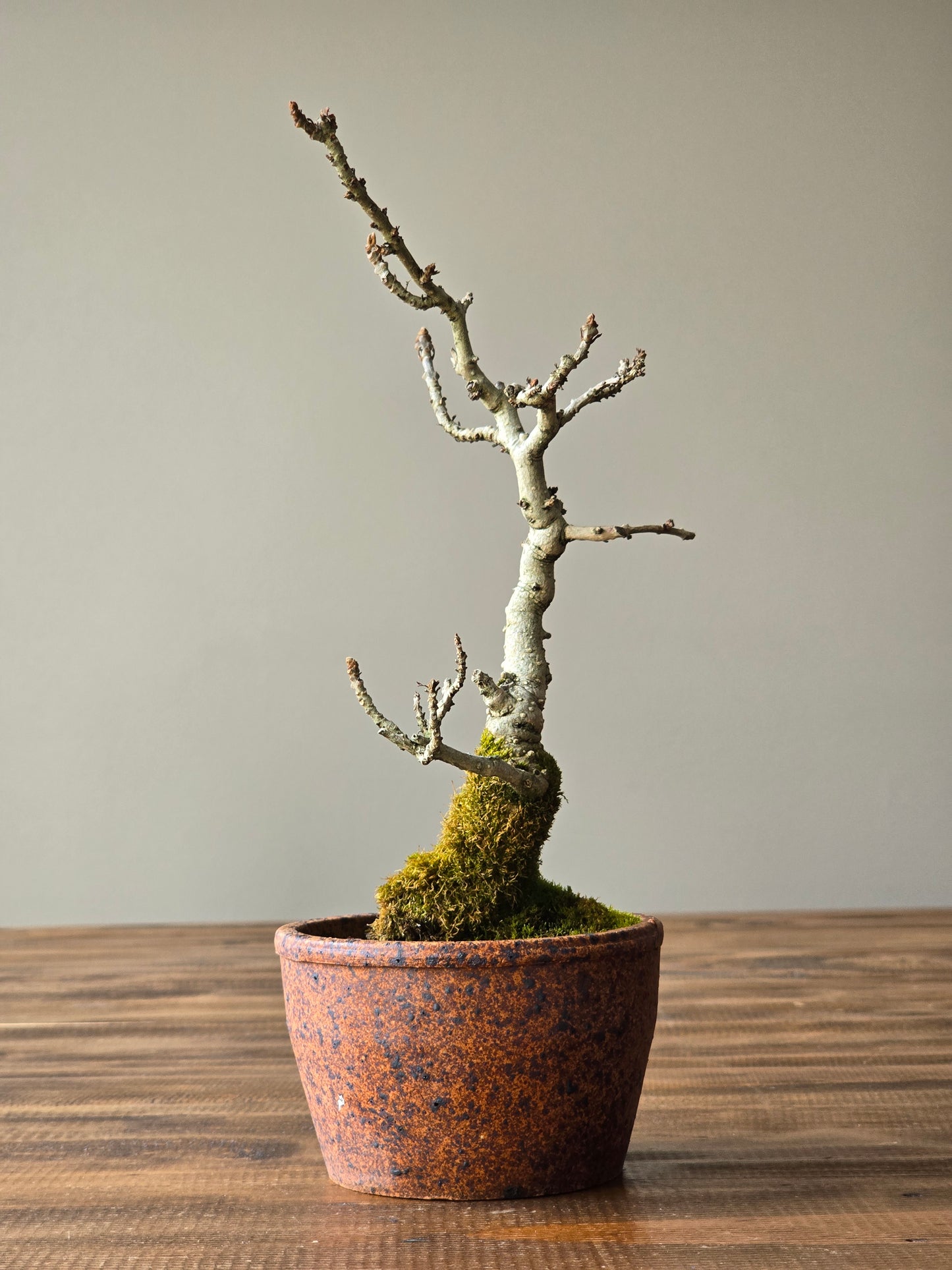 Desert Ash Bonsai with handmade Japanese pot