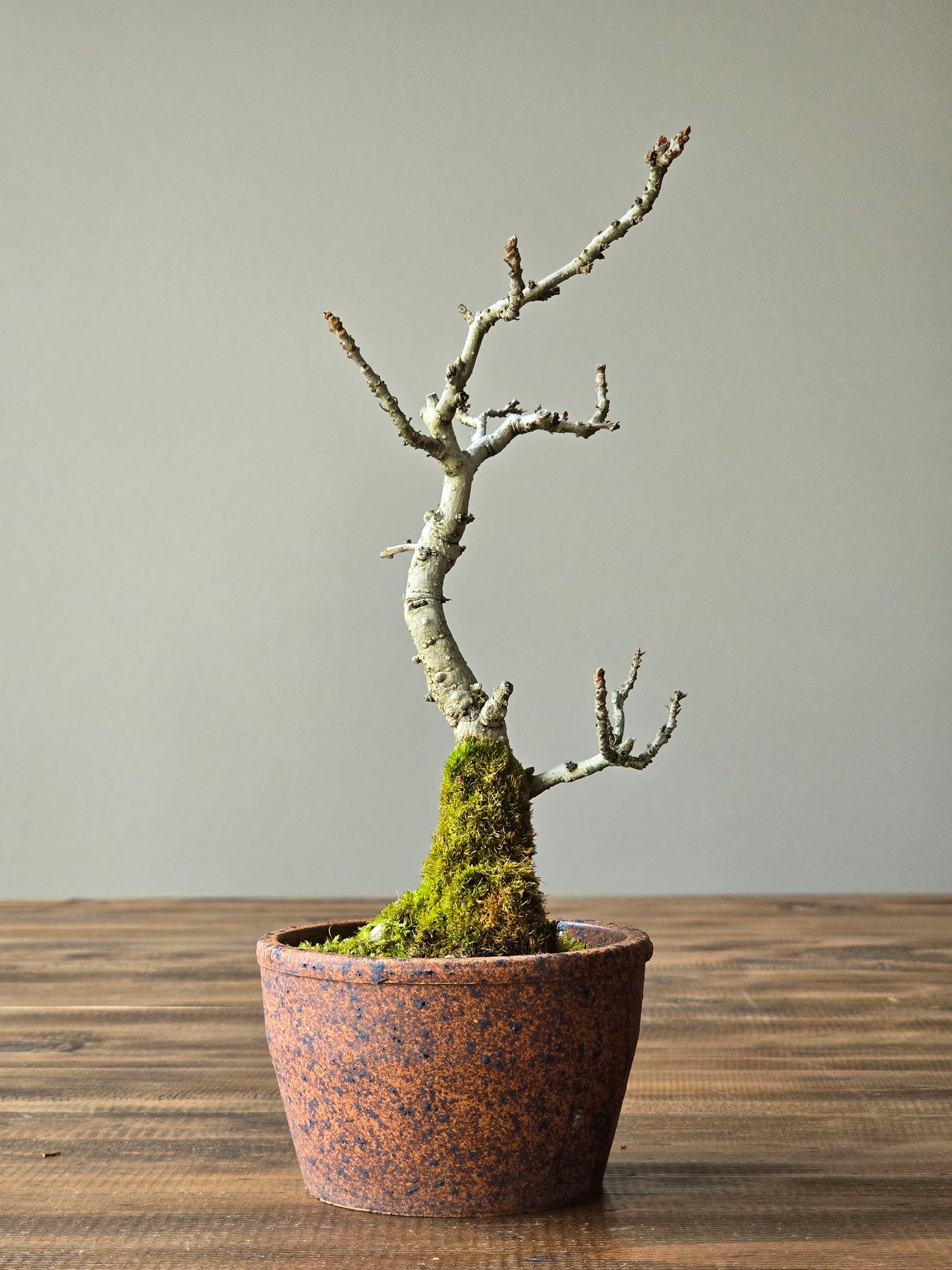 Desert Ash Bonsai with handmade Japanese pot