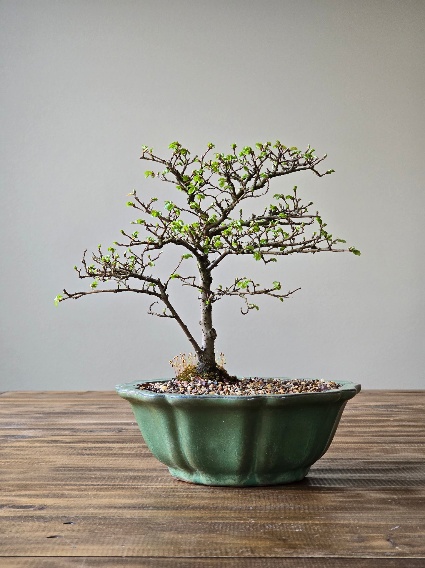 Chinese Elm Bonsai #011