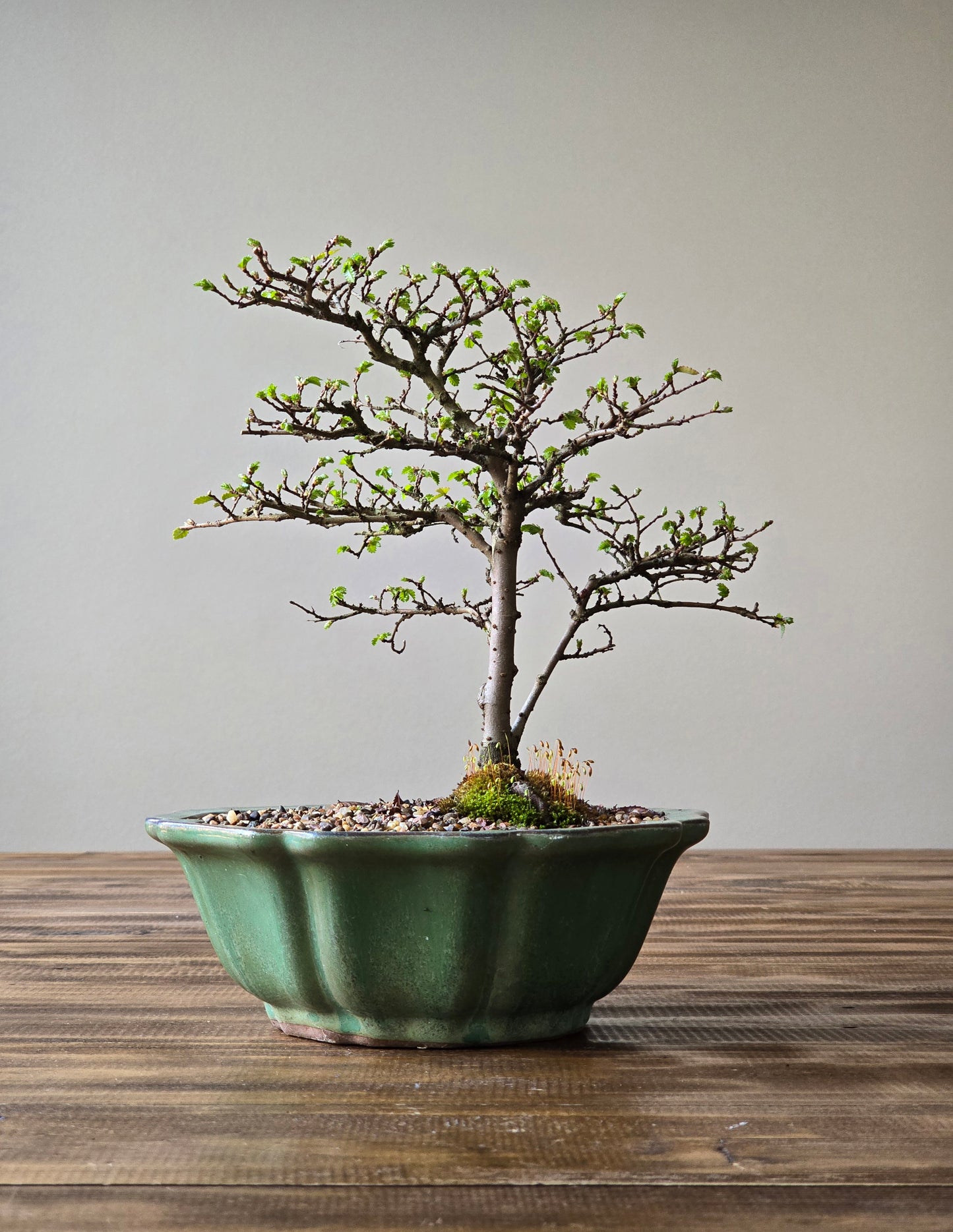 Chinese Elm Bonsai #011