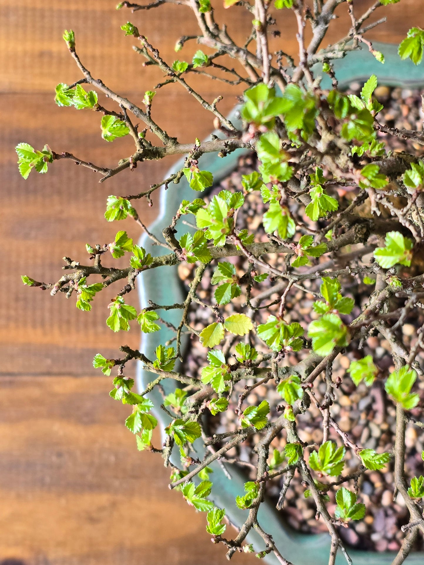 Chinese Elm Bonsai #011