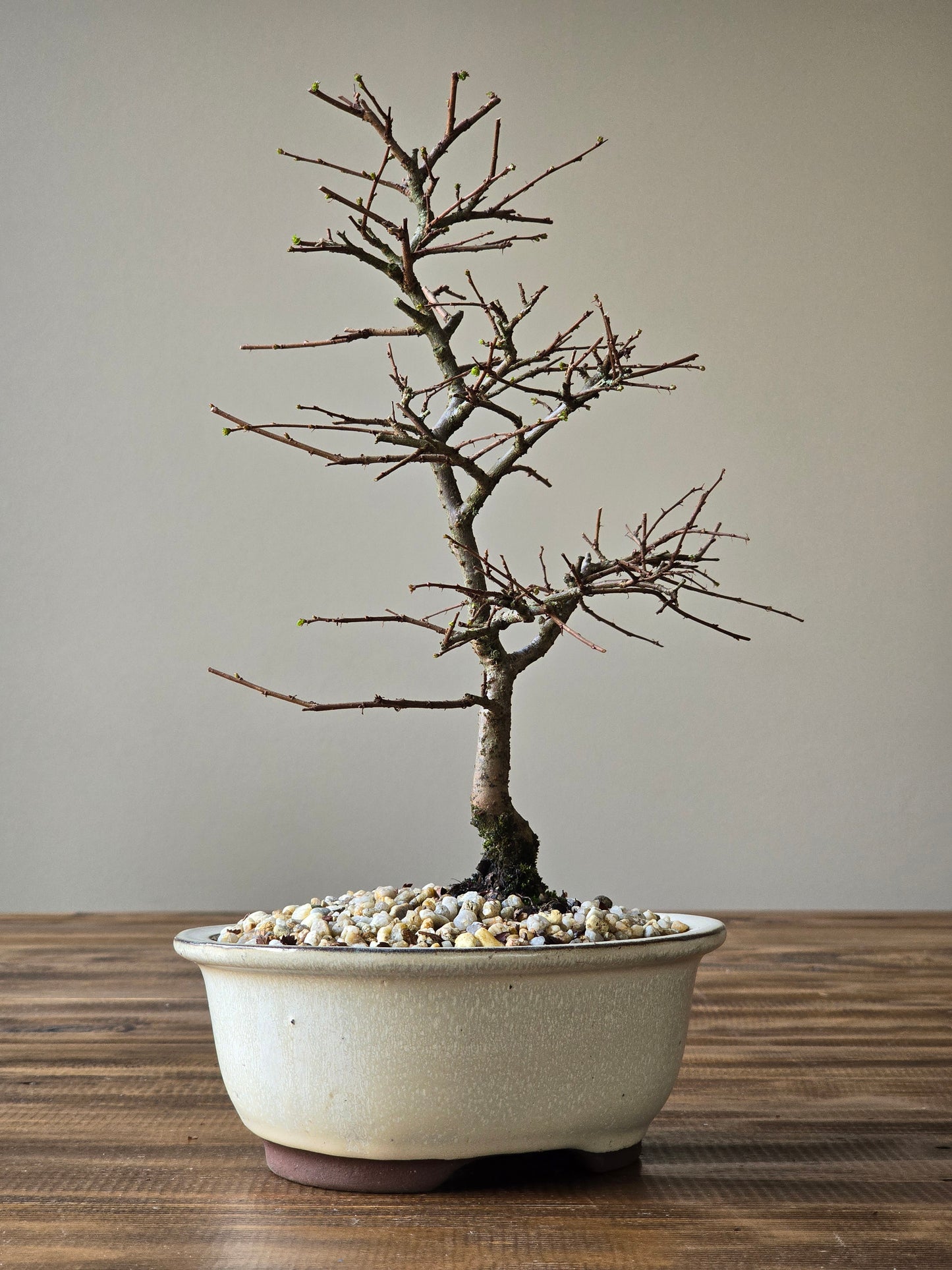 Chinese Elm Bonsai #008