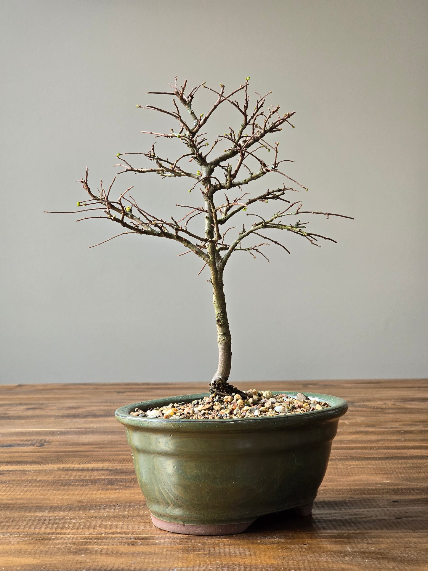Chinese Elm Bonsai #009
