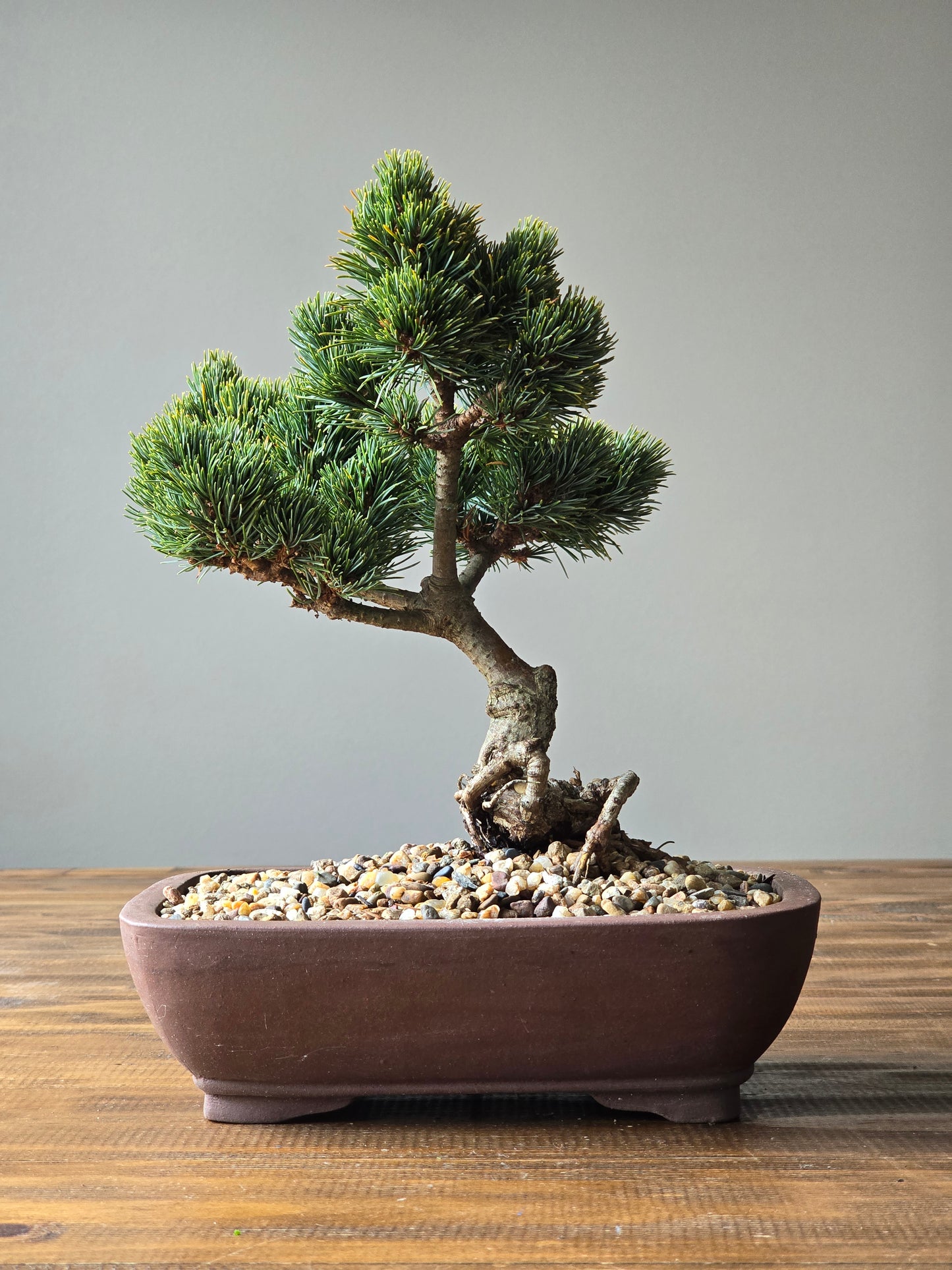 Japanese White Pine - Hagoromo #003