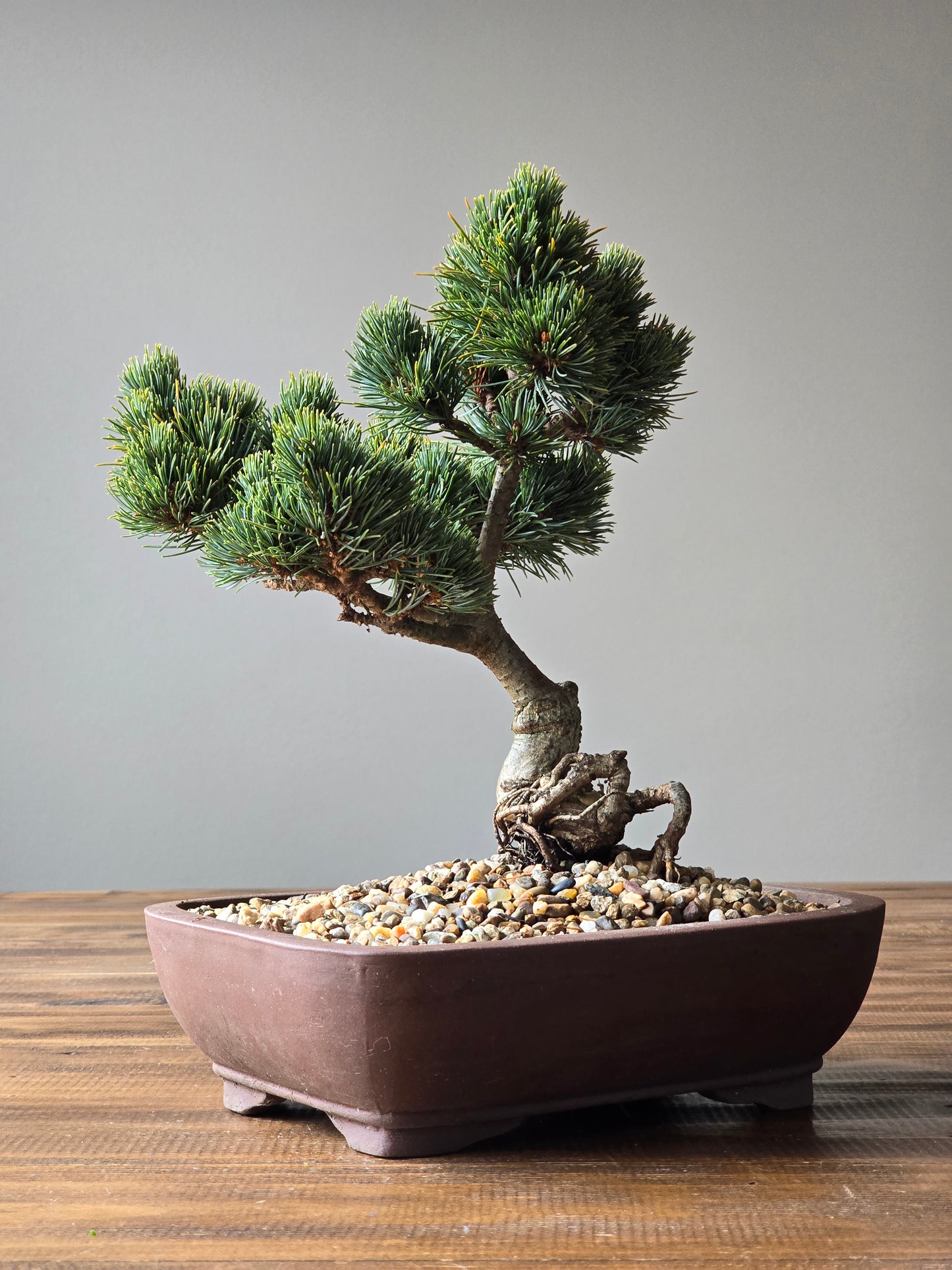 Japanese White Pine - Hagoromo #003