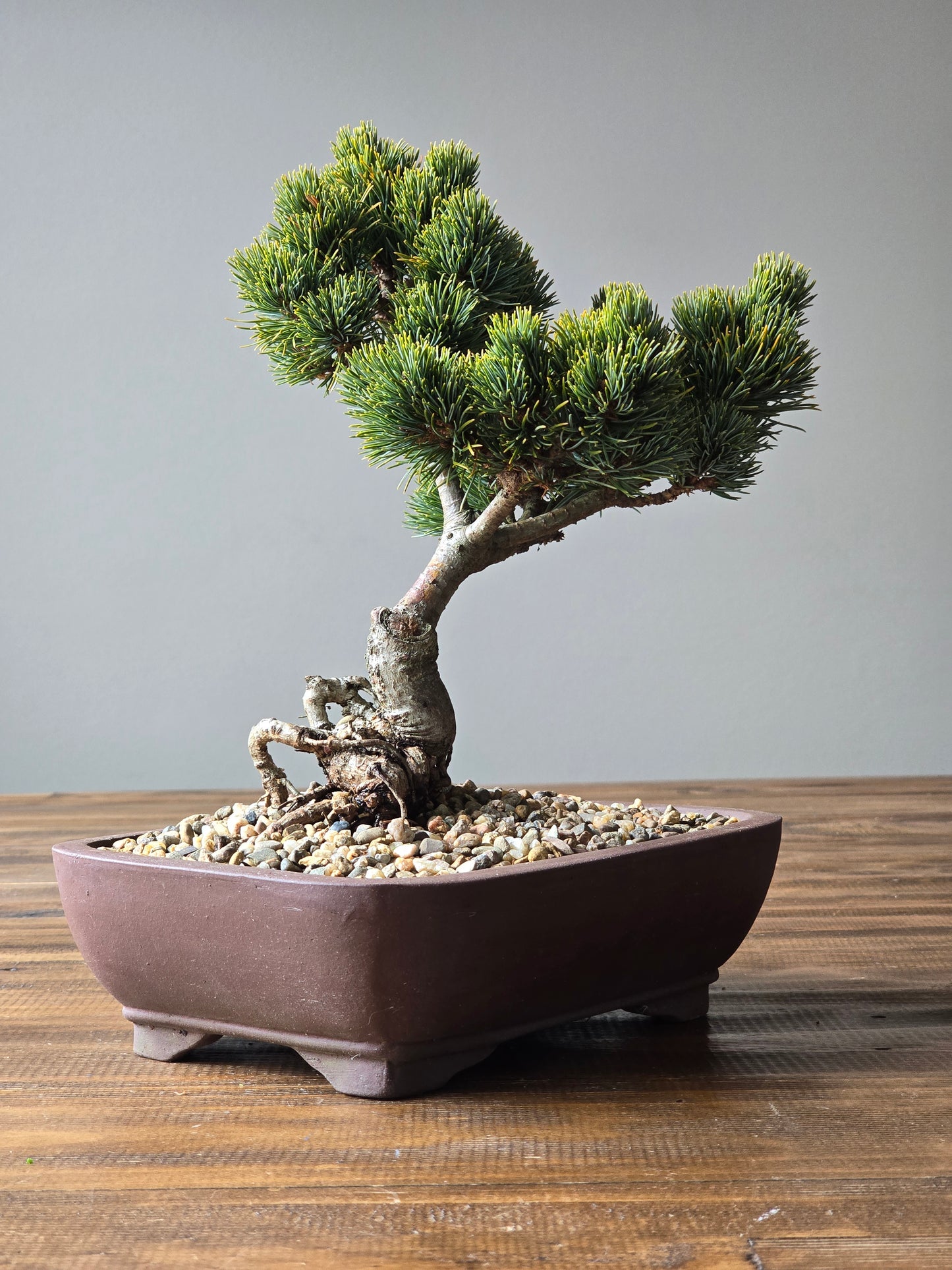 Japanese White Pine - Hagoromo #003
