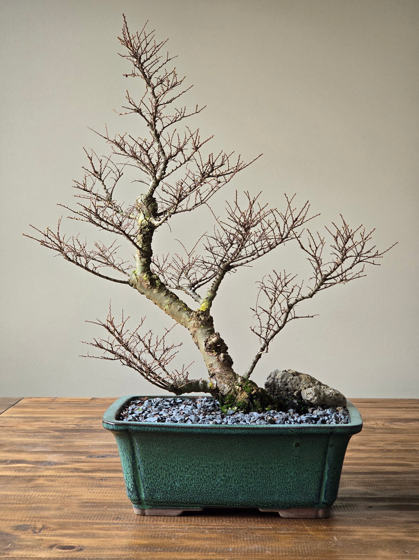 Large Seiju Elm Bonsai #02