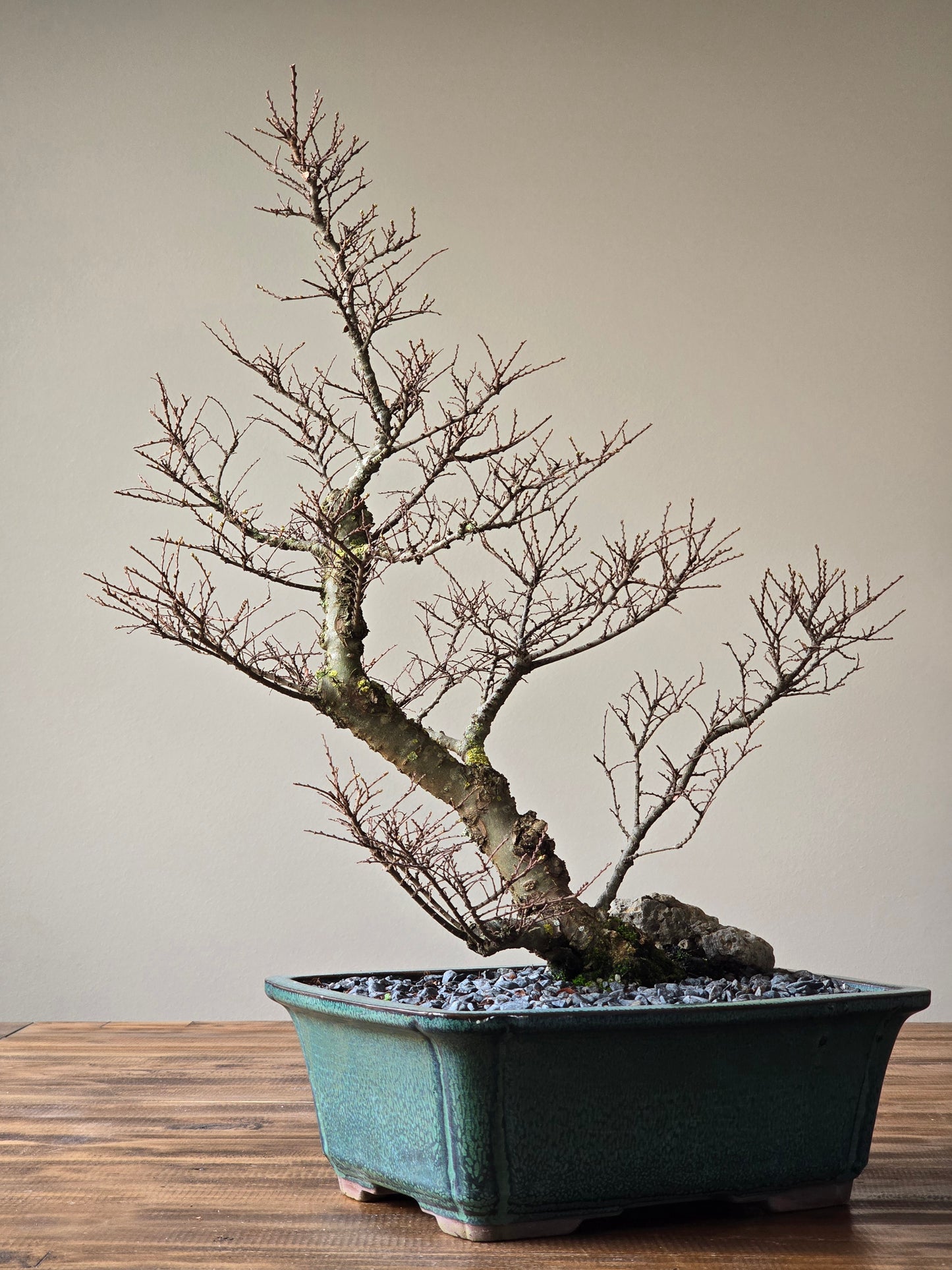 Large Seiju Elm Bonsai #02