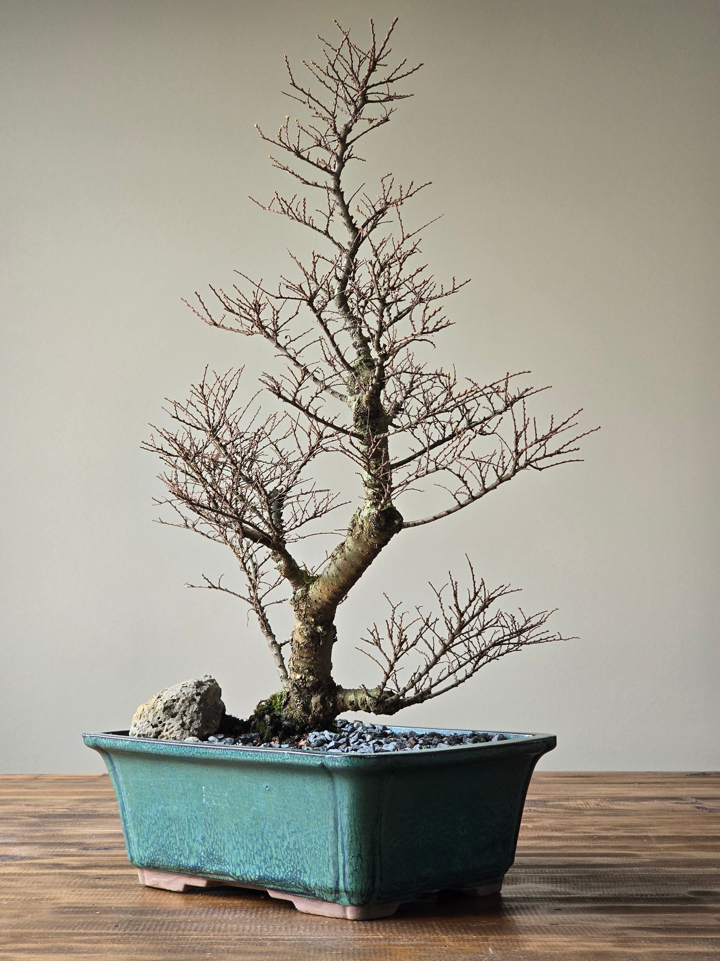 Large Seiju Elm Bonsai #02