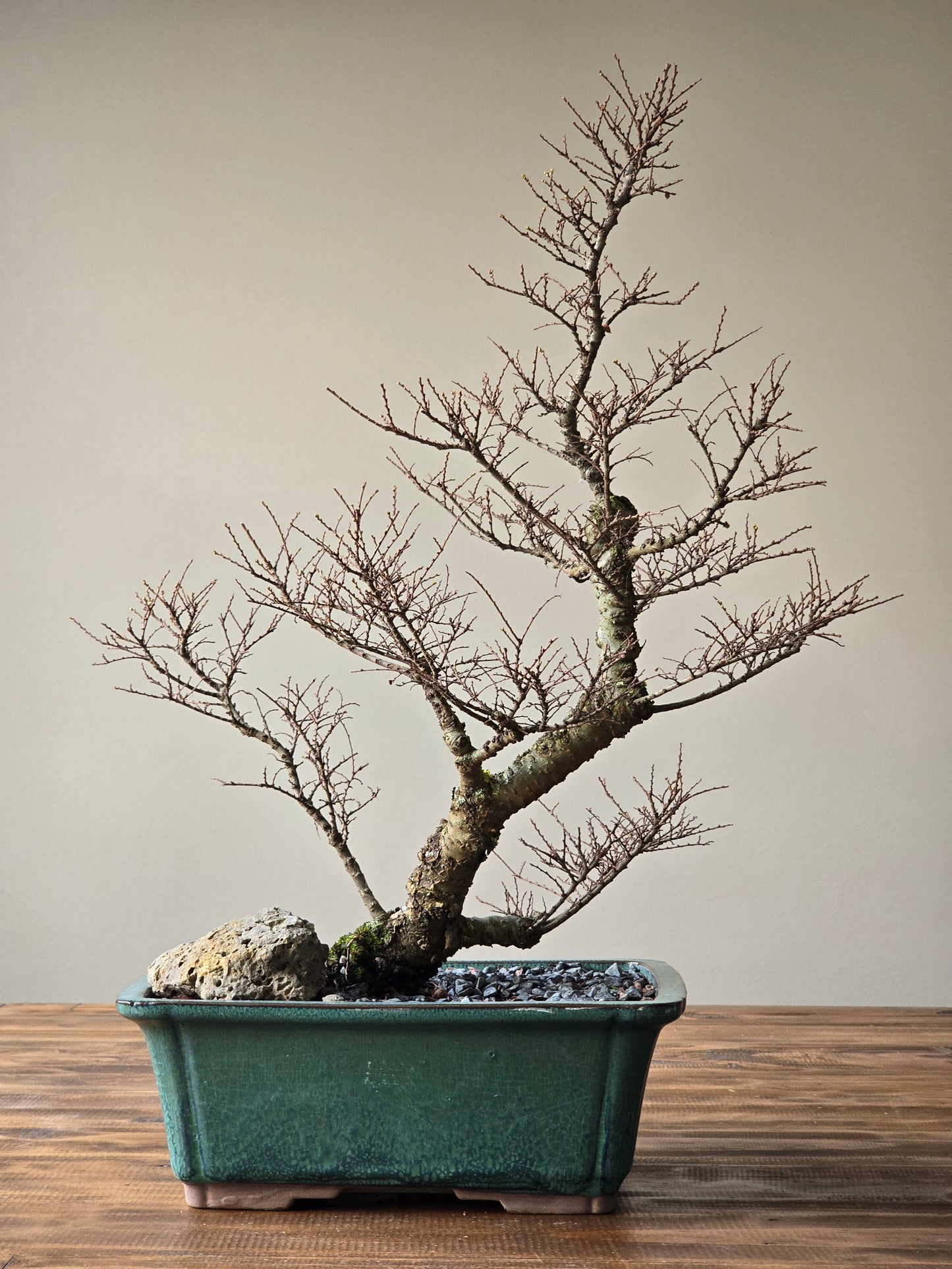 Large Seiju Elm Bonsai #02