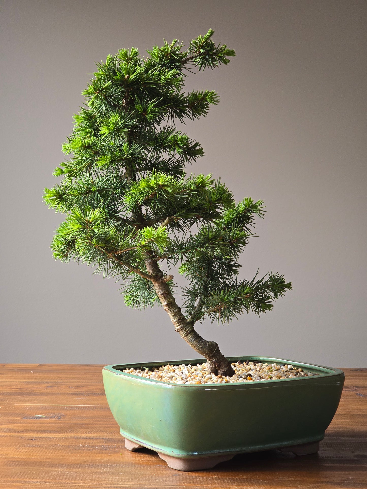 Large Cedar Bonsai, Cedrus Atlantica (Atlas cedar)