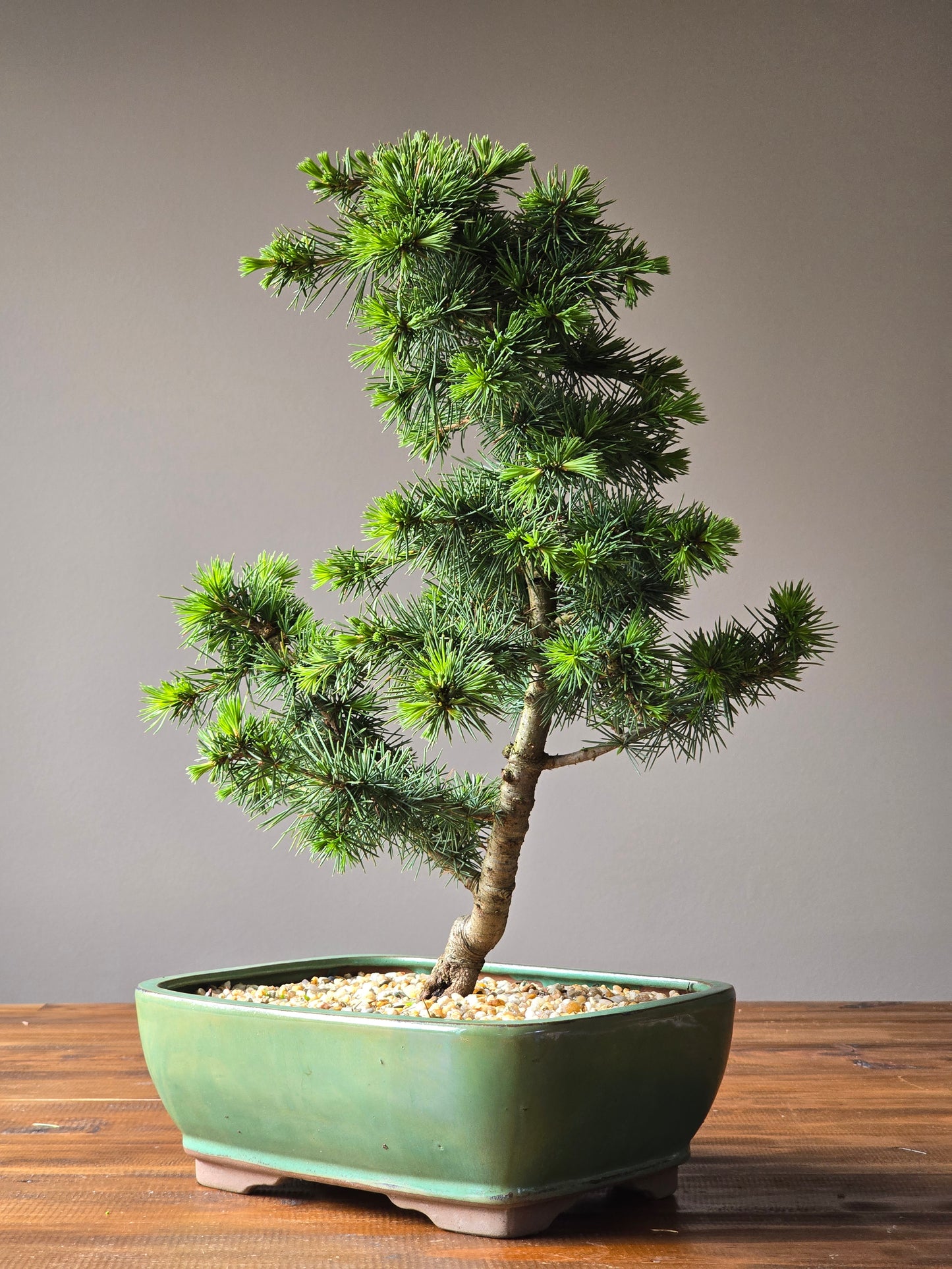 Large Cedar Bonsai, Cedrus Atlantica (Atlas cedar)