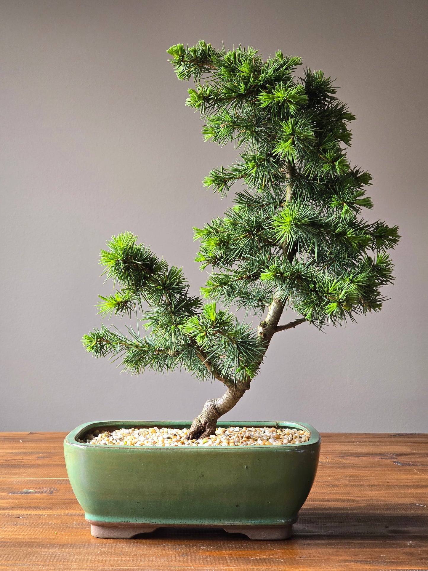 Large Cedar Bonsai, Cedrus Atlantica (Atlas cedar)