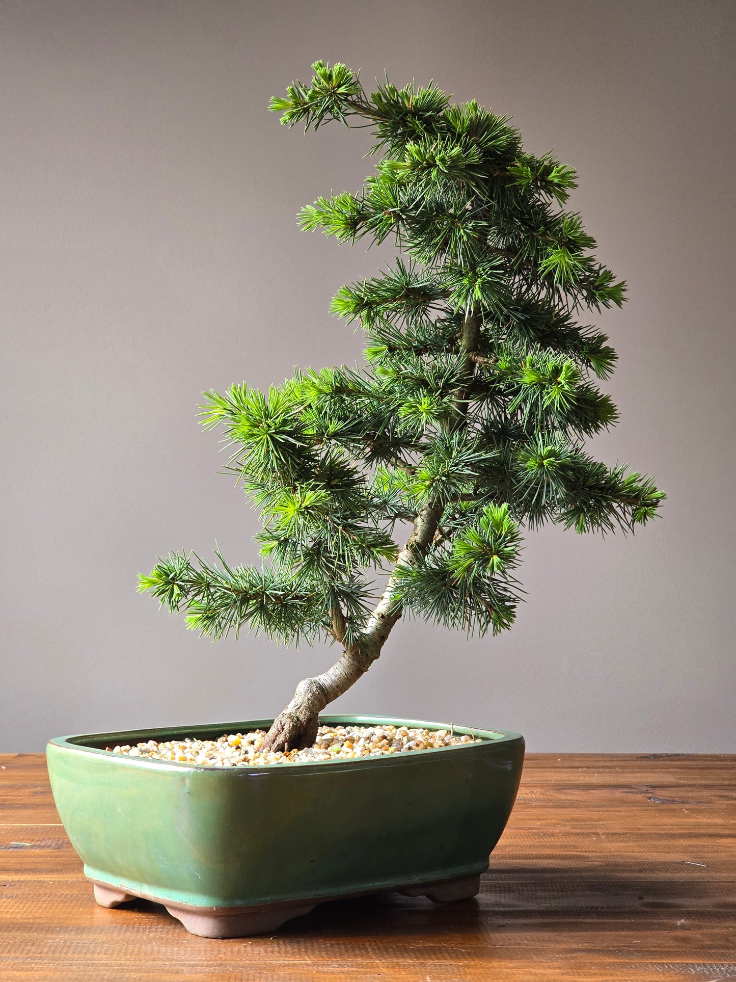 Large Cedar Bonsai, Cedrus Atlantica (Atlas cedar)