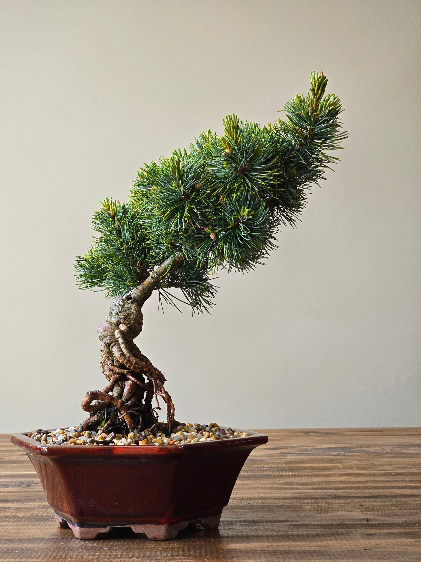 Japanese White Pine - Fu-ku-zumi