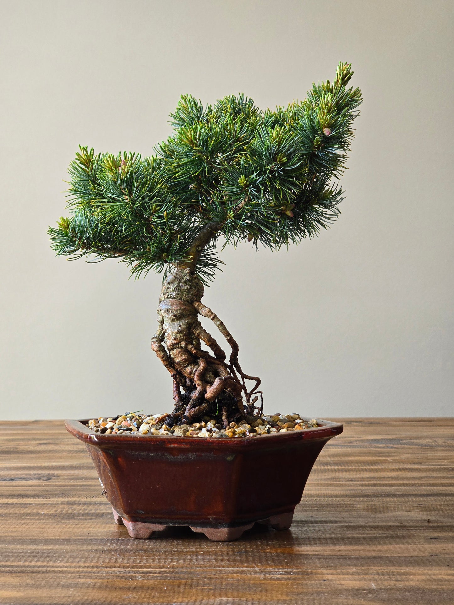 Japanese White Pine - Fu-ku-zumi