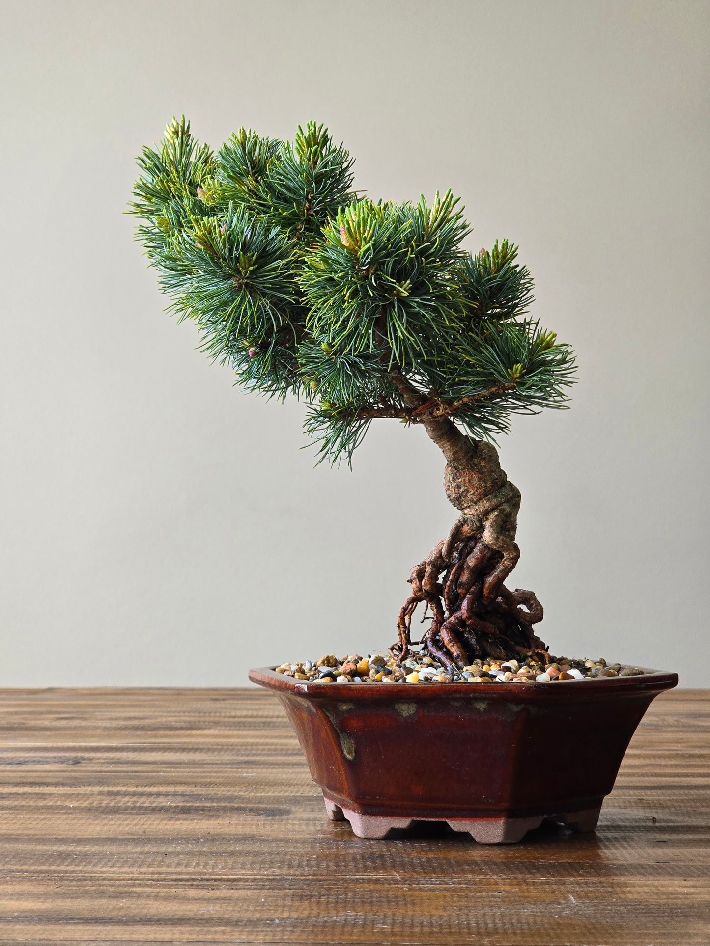 Japanese White Pine - Fu-ku-zumi