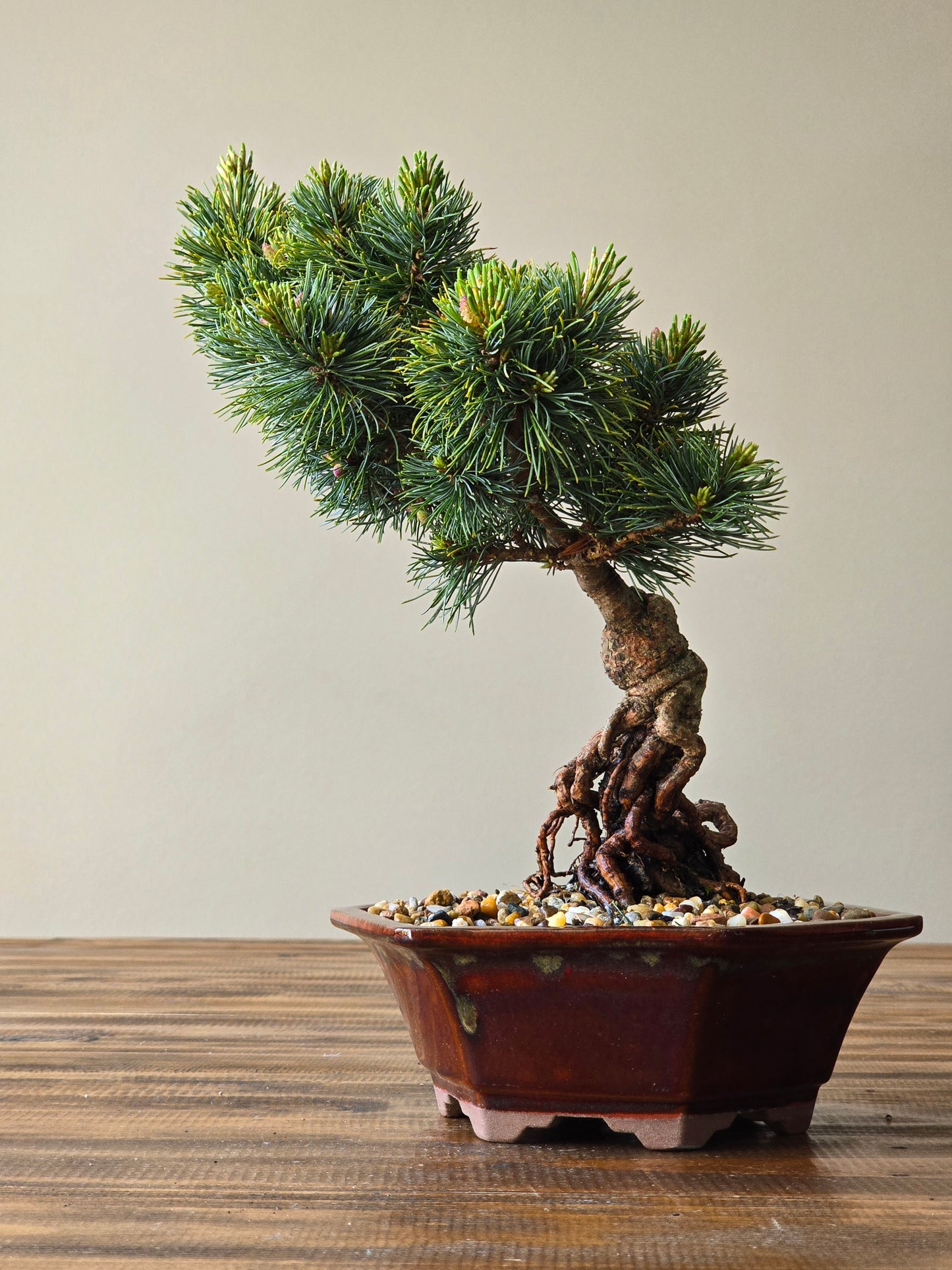 Japanese White Pine - Fu-ku-zumi