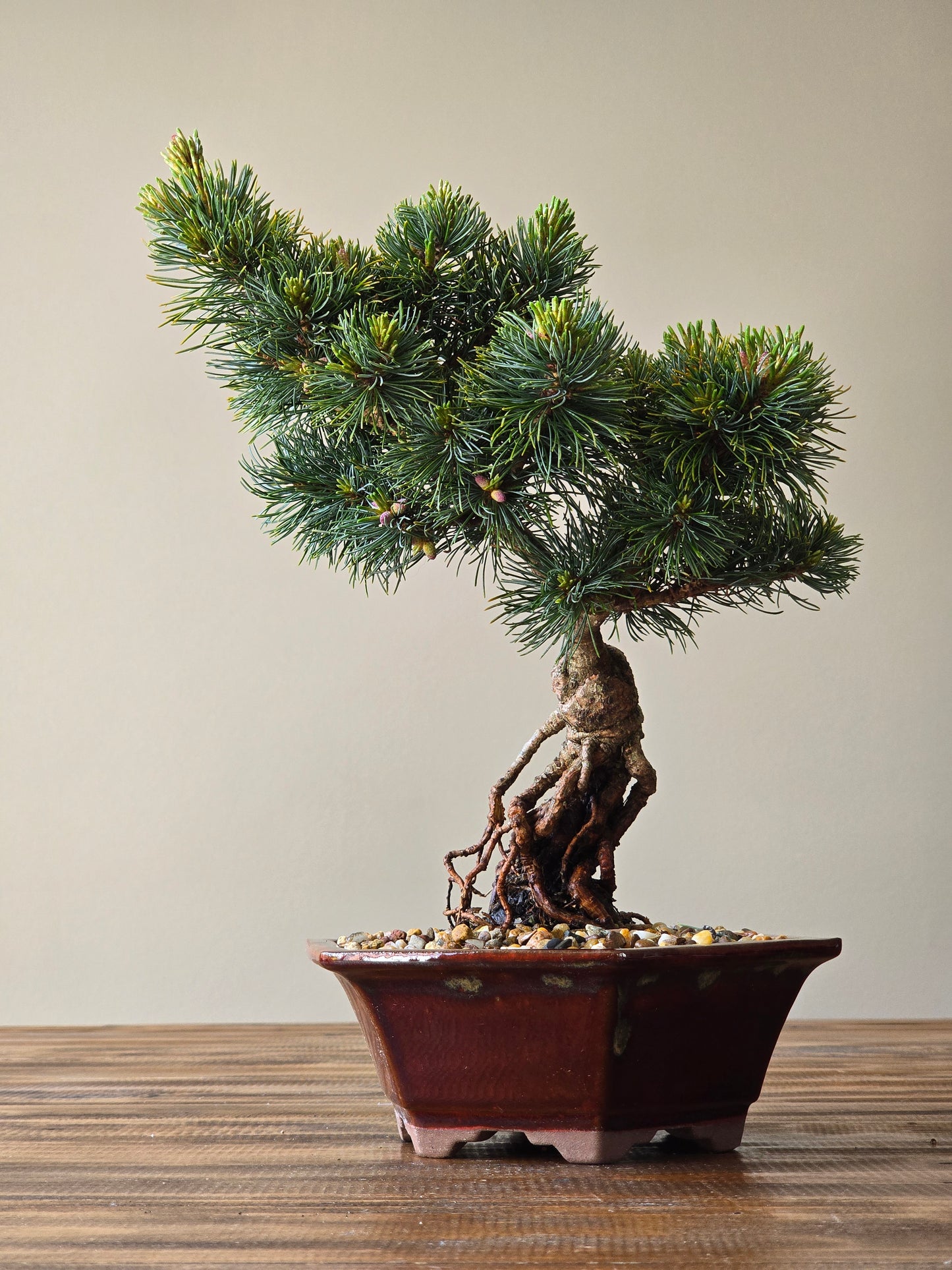 Japanese White Pine - Fu-ku-zumi