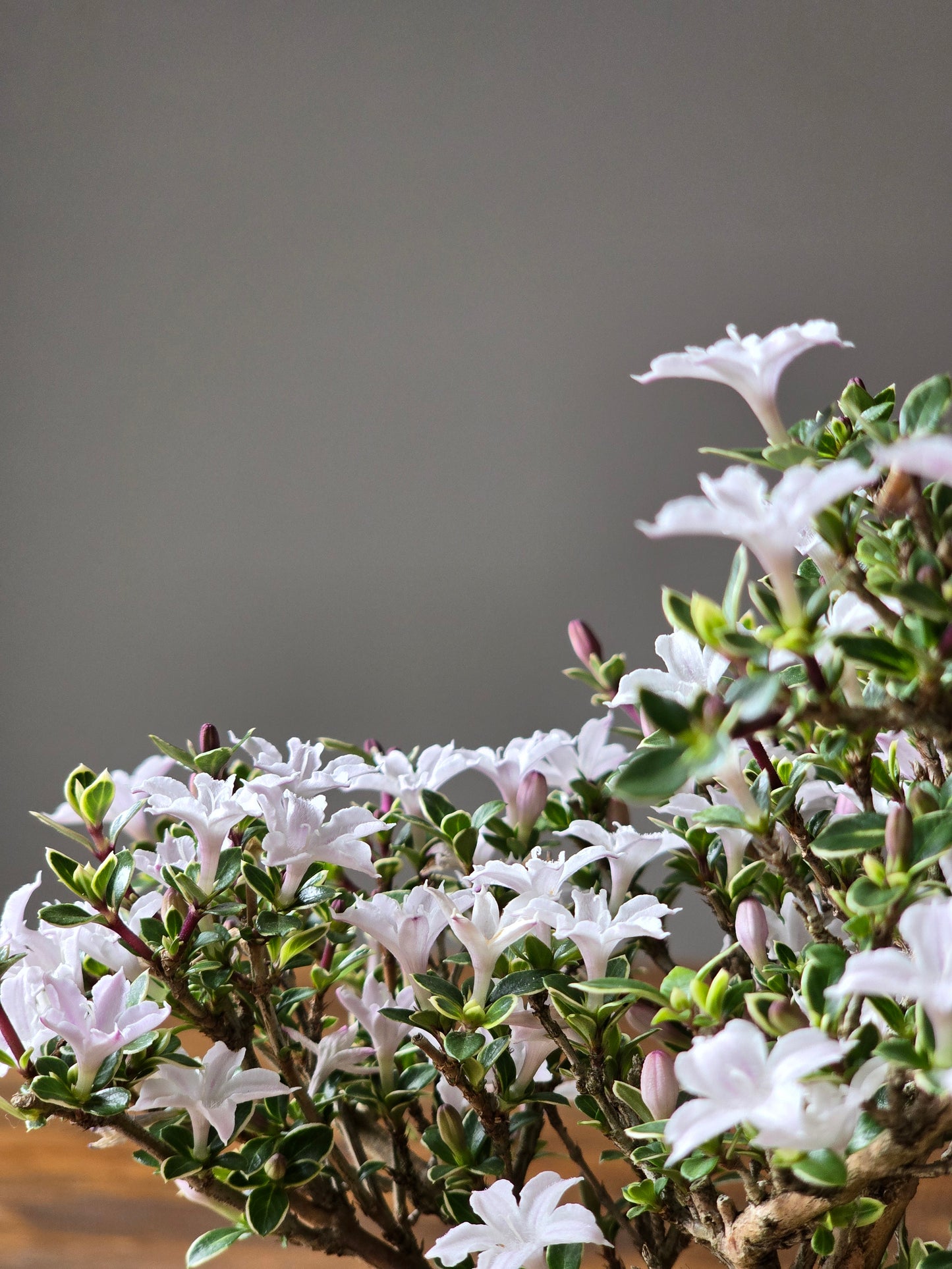 Serissa Bonsai with handmade pot