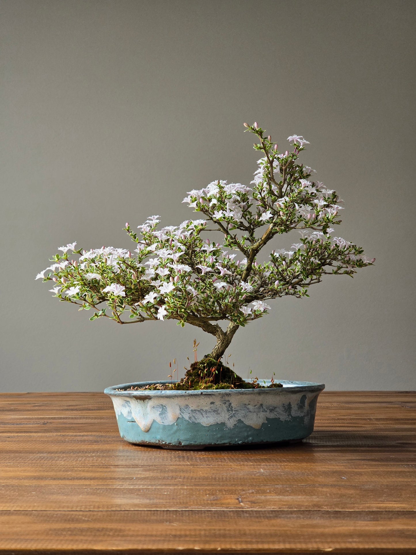 Serissa Bonsai with handmade pot