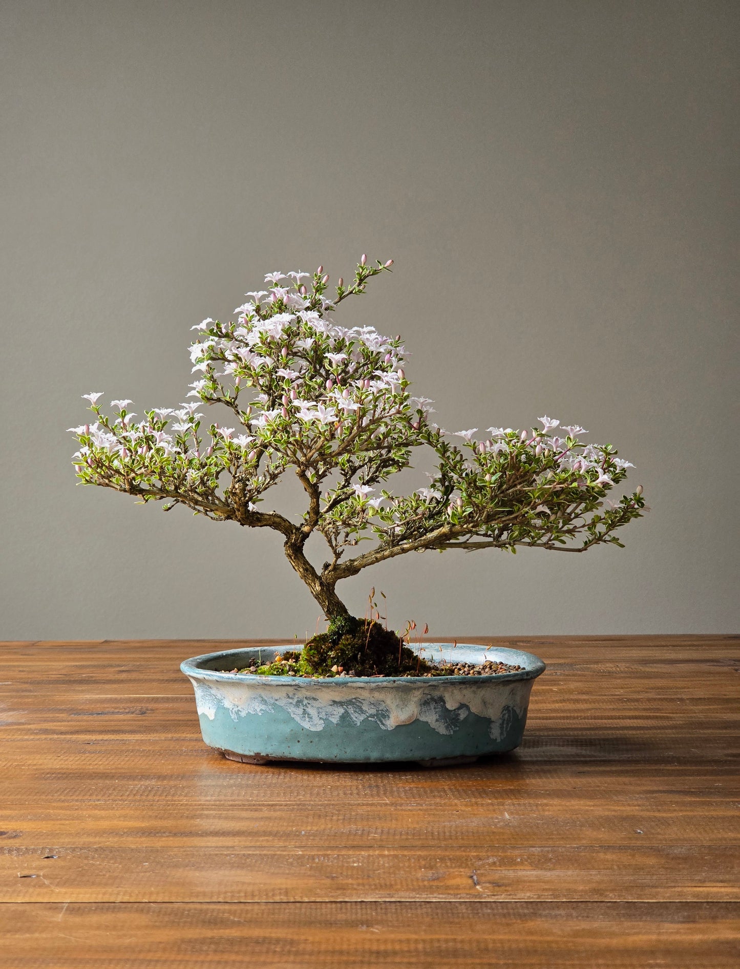 Serissa Bonsai with handmade pot