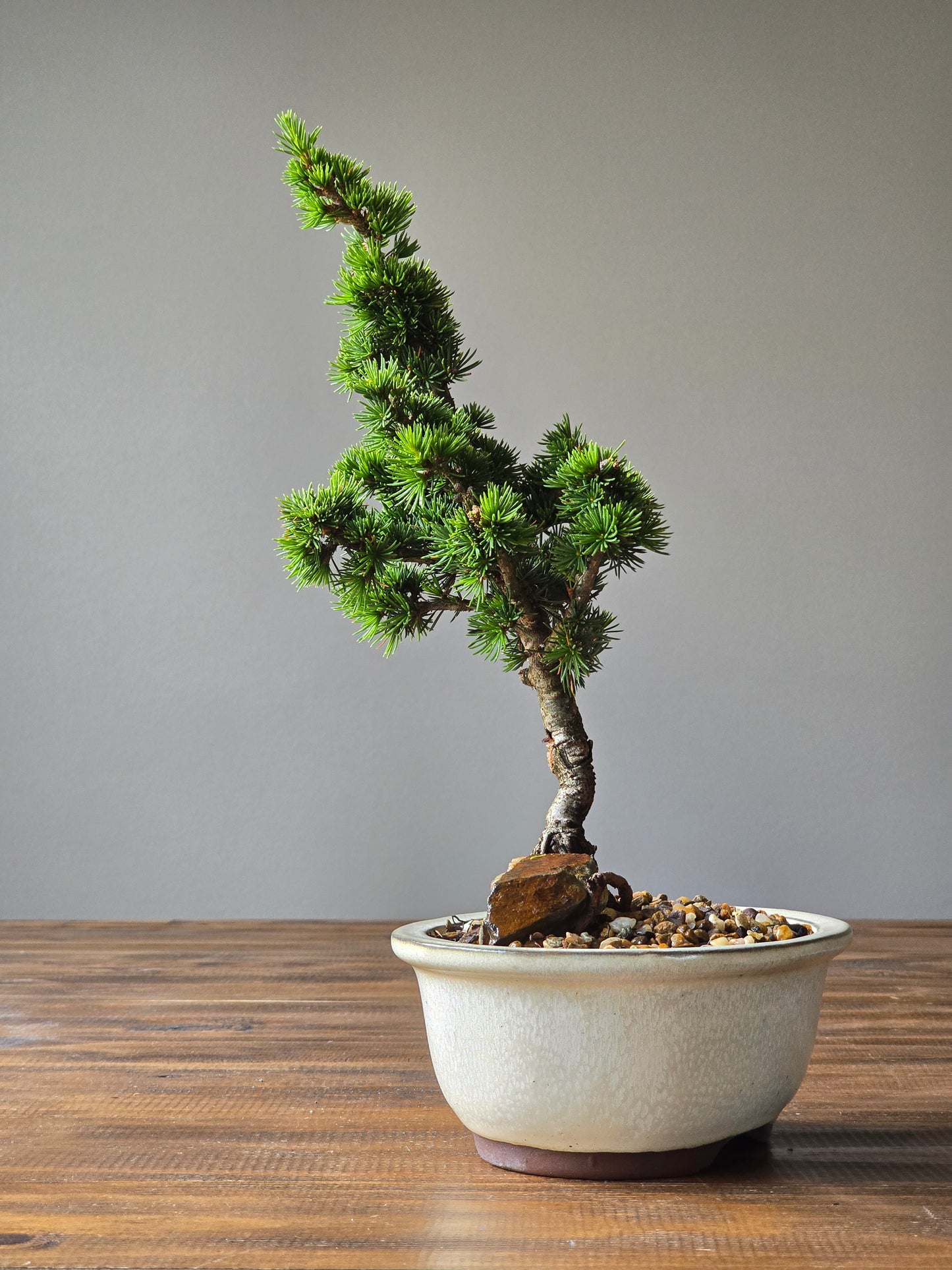 Cedrus Libani (Kenwith) Bonsai #03