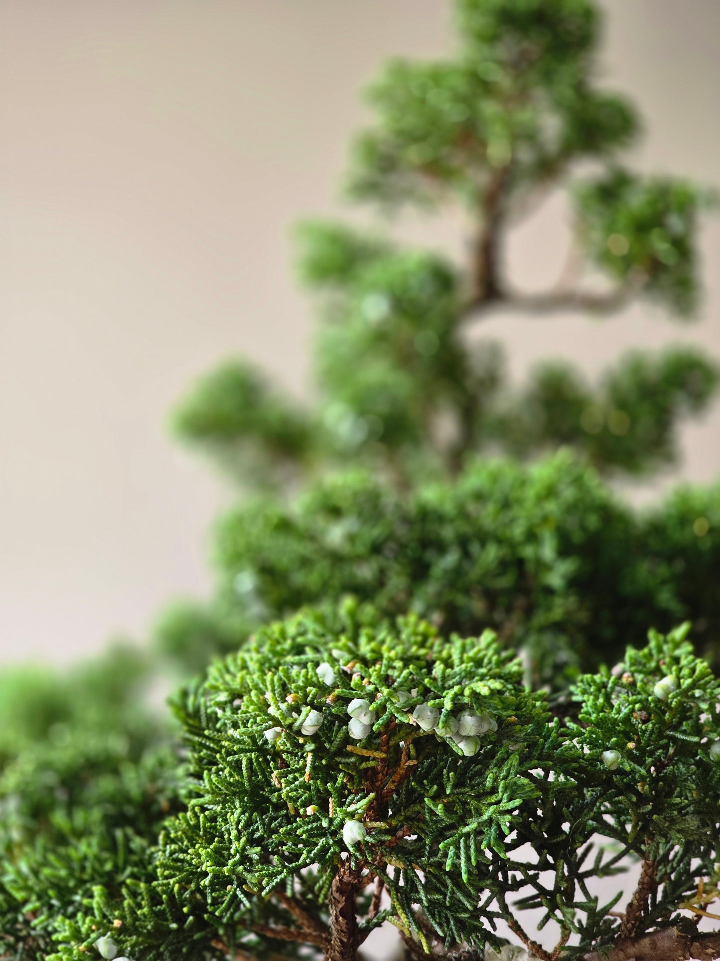 Shimpaku Juniper Bonsai PICKUP ONLY
