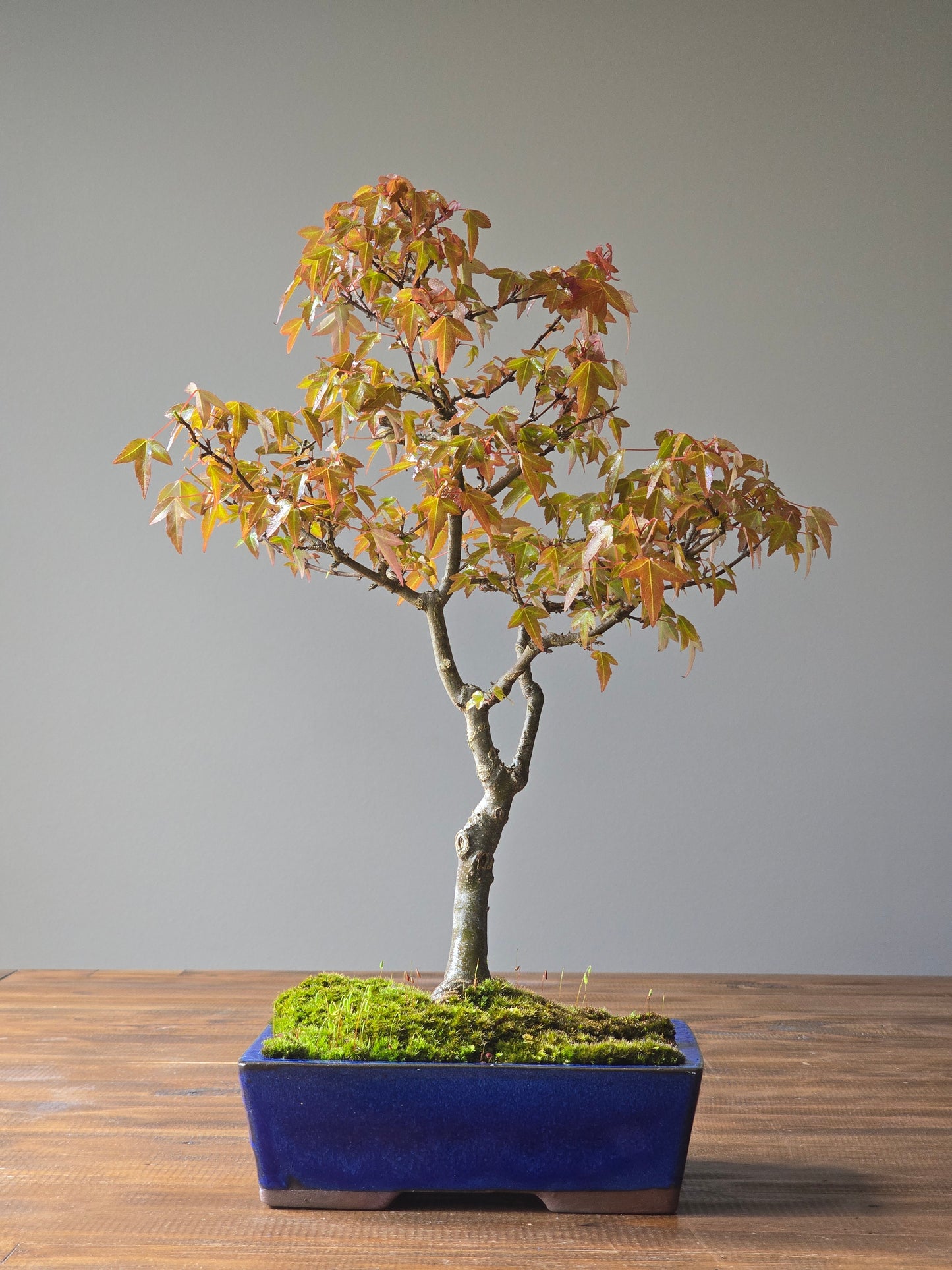 Trident Maple Bonsai #003