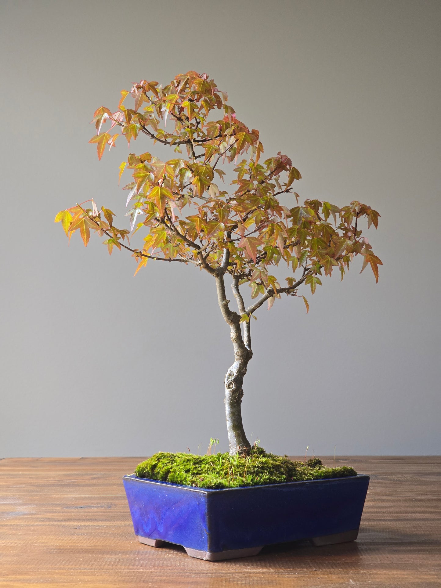 Trident Maple Bonsai #003