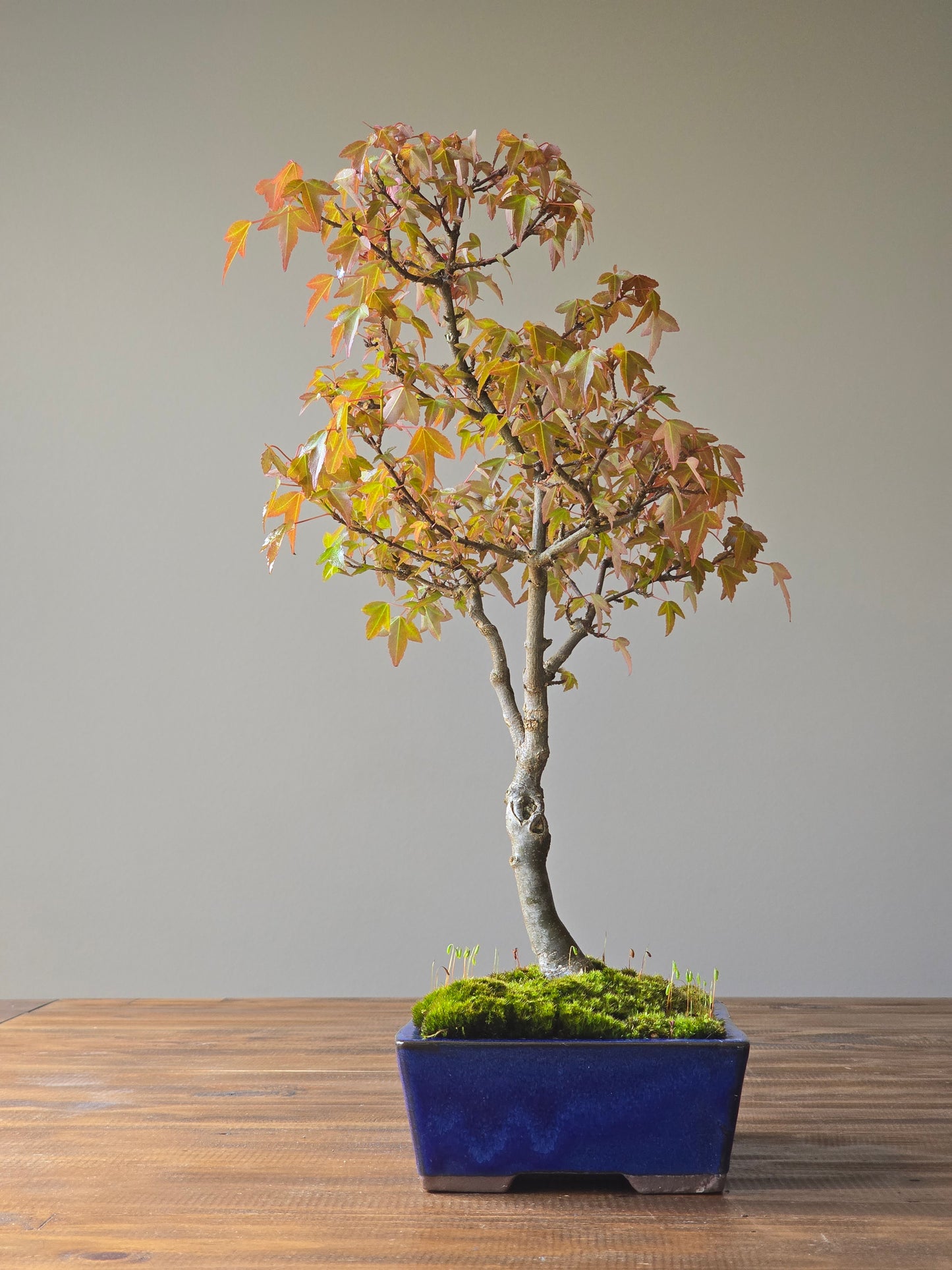 Trident Maple Bonsai #003