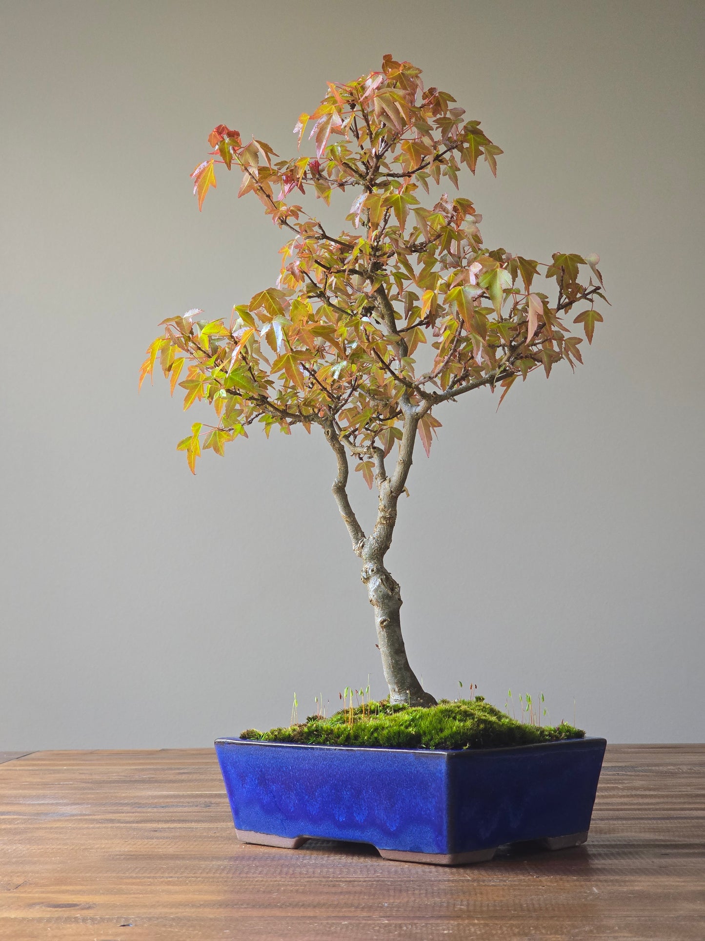 Trident Maple Bonsai #003