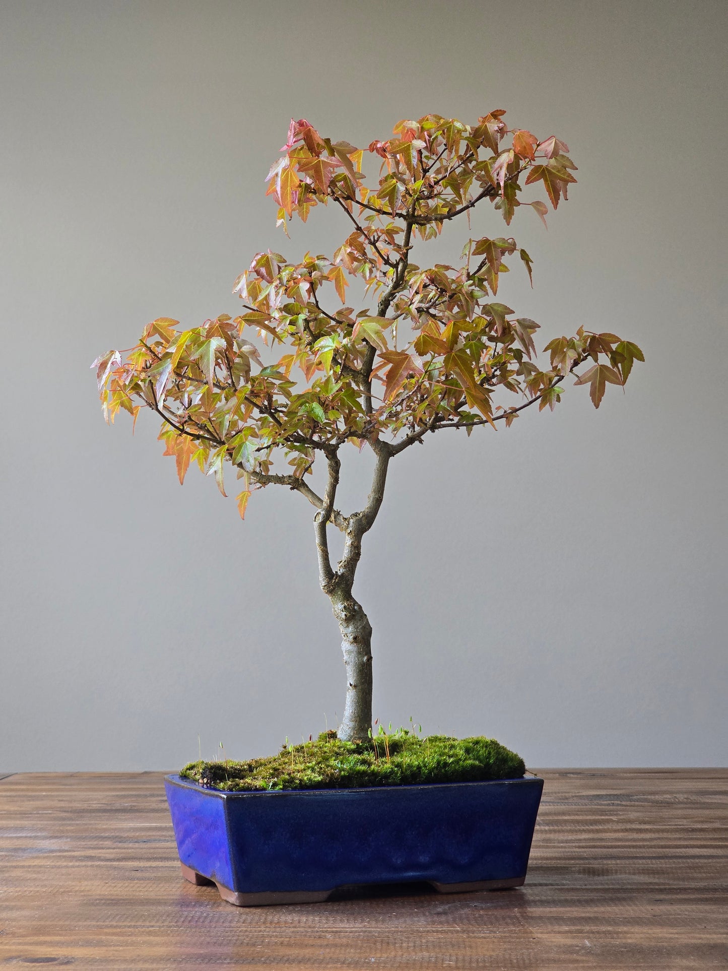 Trident Maple Bonsai #003