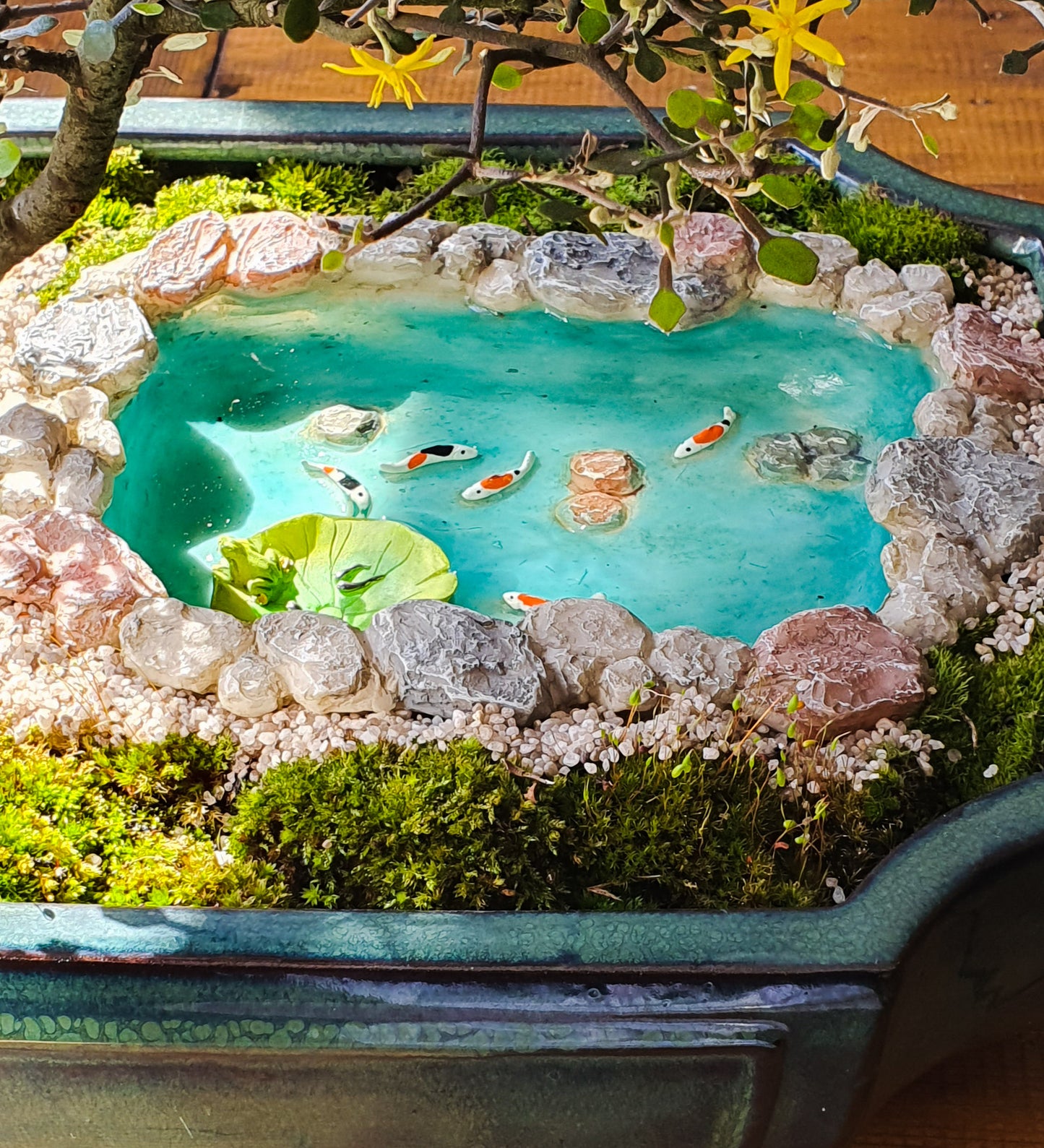 Koi Pond with floating lily
