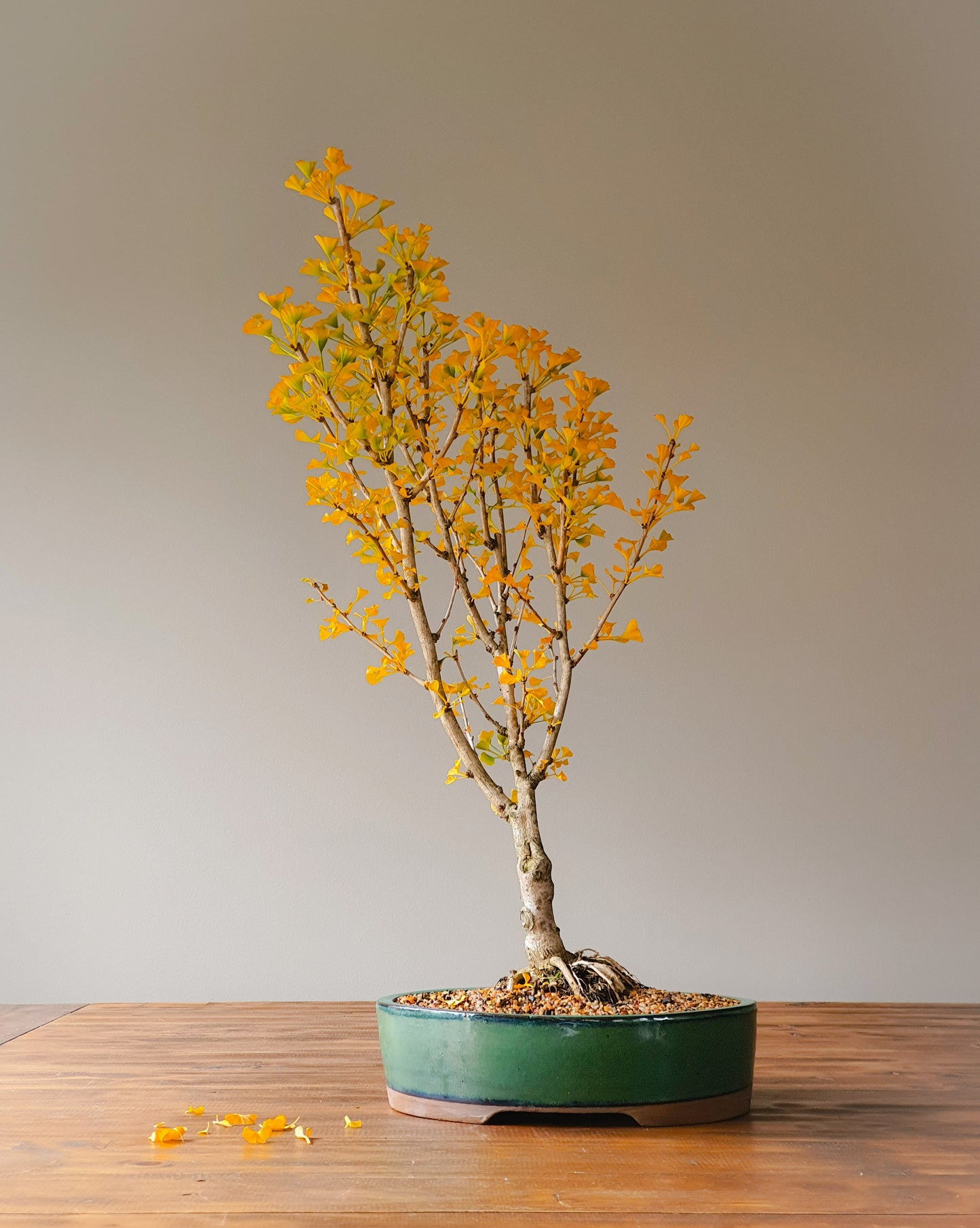 Ginkgo Bonsai 'Mekkens Mini'