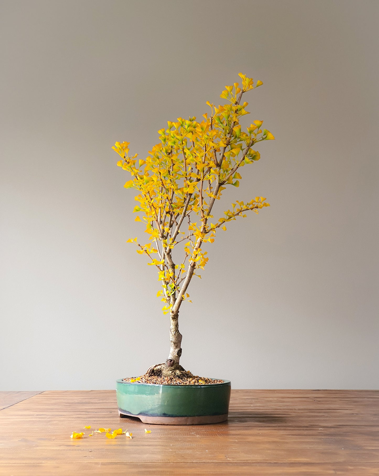 Ginkgo Bonsai 'Mekkens Mini'