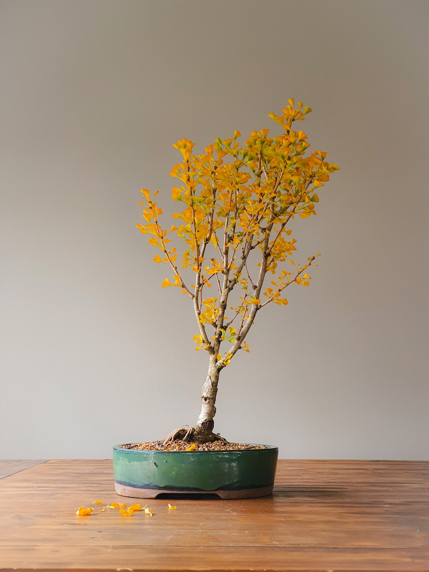 Ginkgo Bonsai 'Mekkens Mini'
