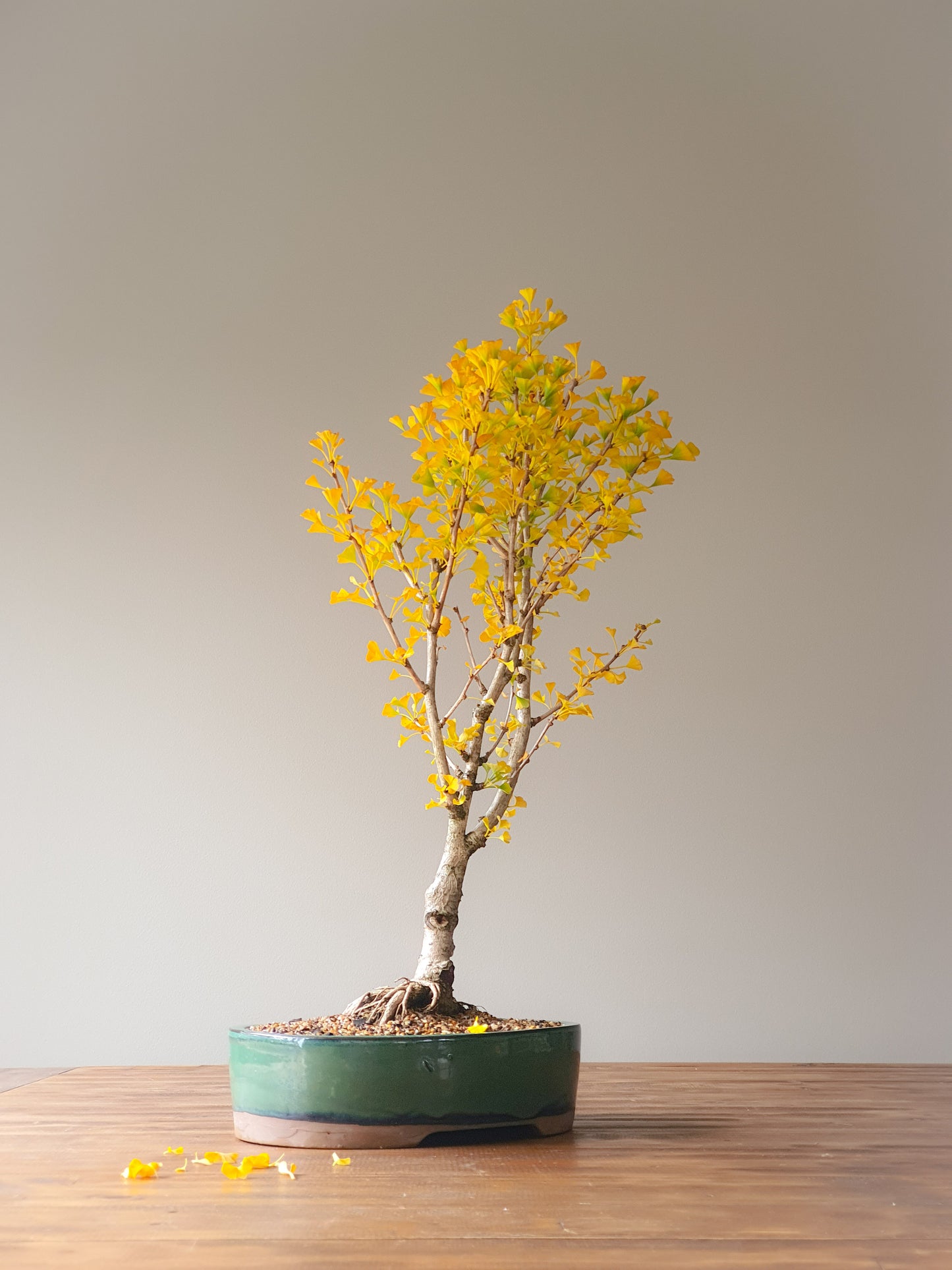 Ginkgo Bonsai 'Mekkens Mini'