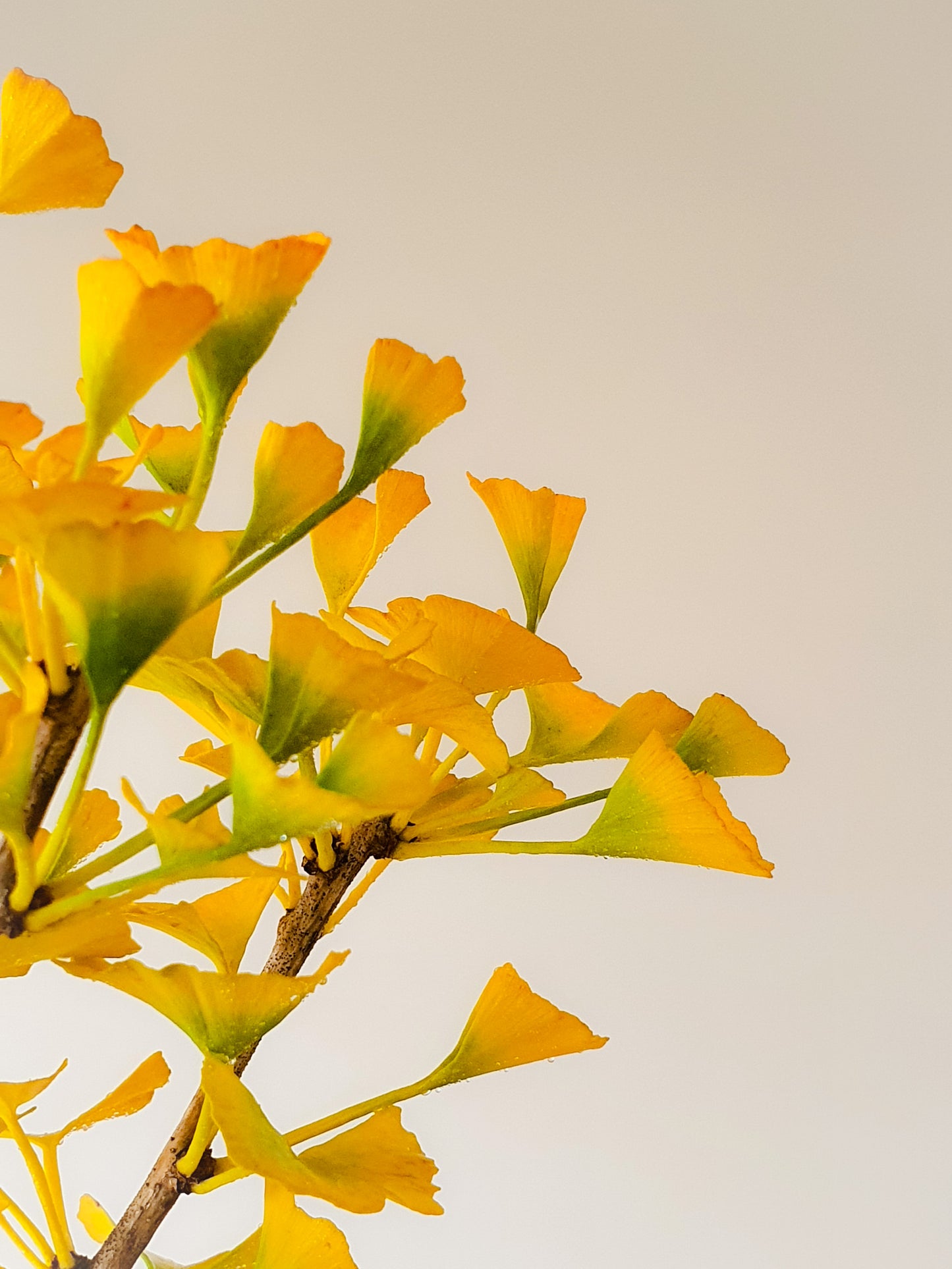 Ginkgo Bonsai 'Mekkens Mini'