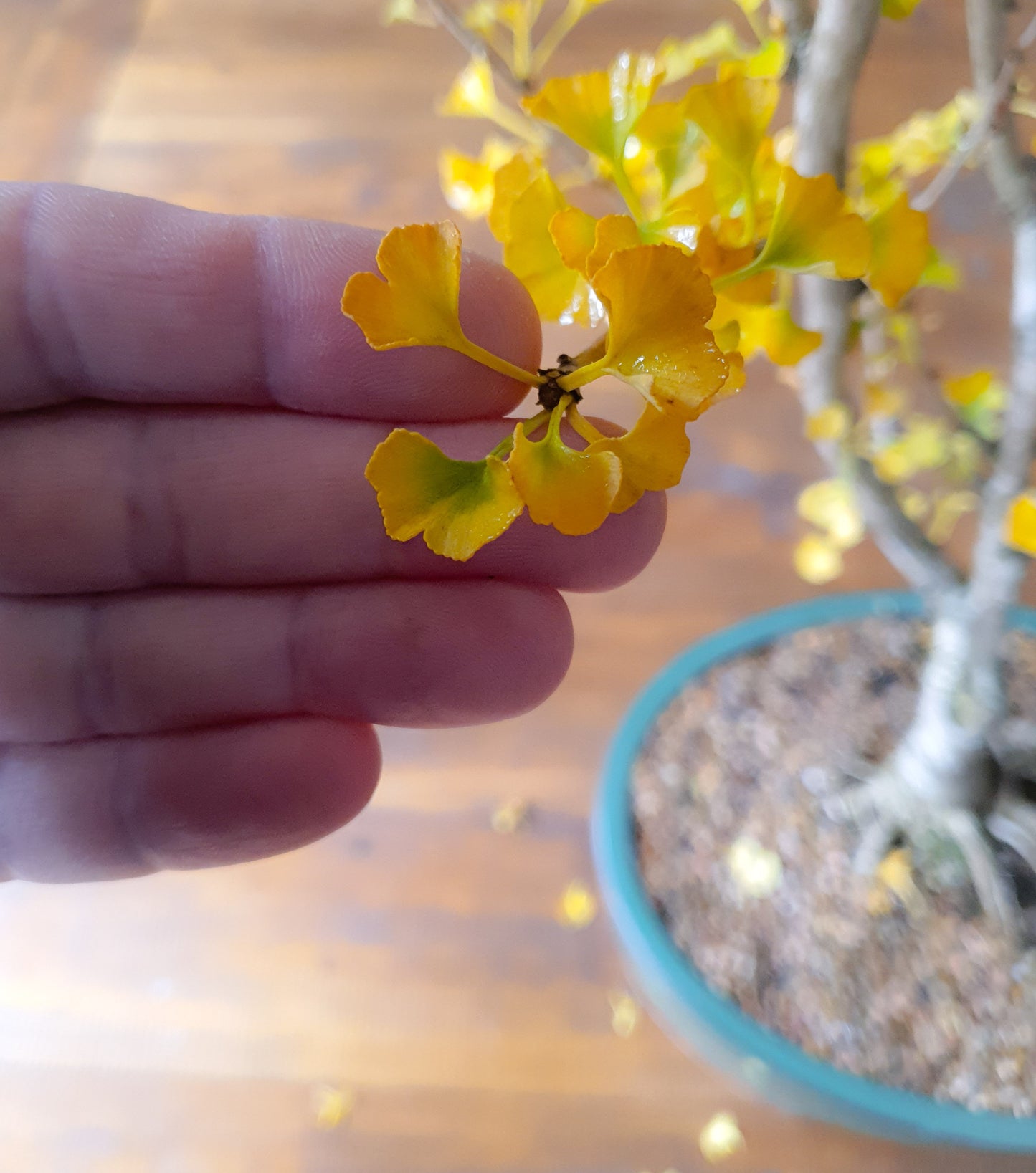 Ginkgo Bonsai 'Mekkens Mini'