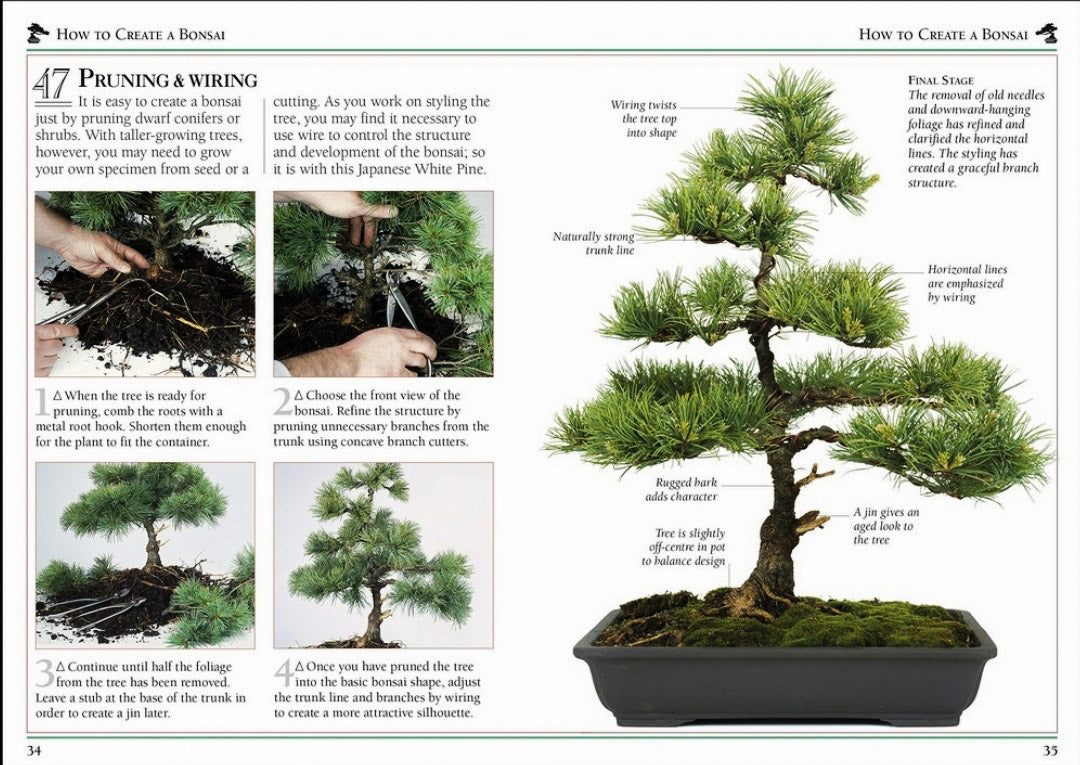 Bonsai 101 Essential Tips Book