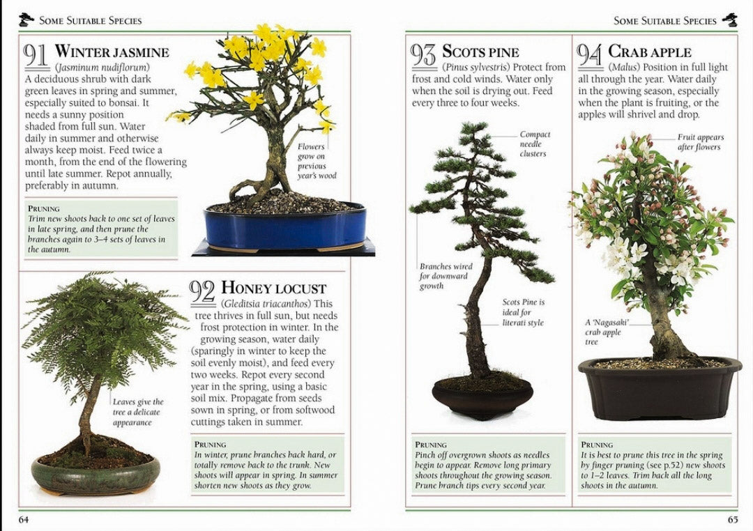 Bonsai 101 Essential Tips Book