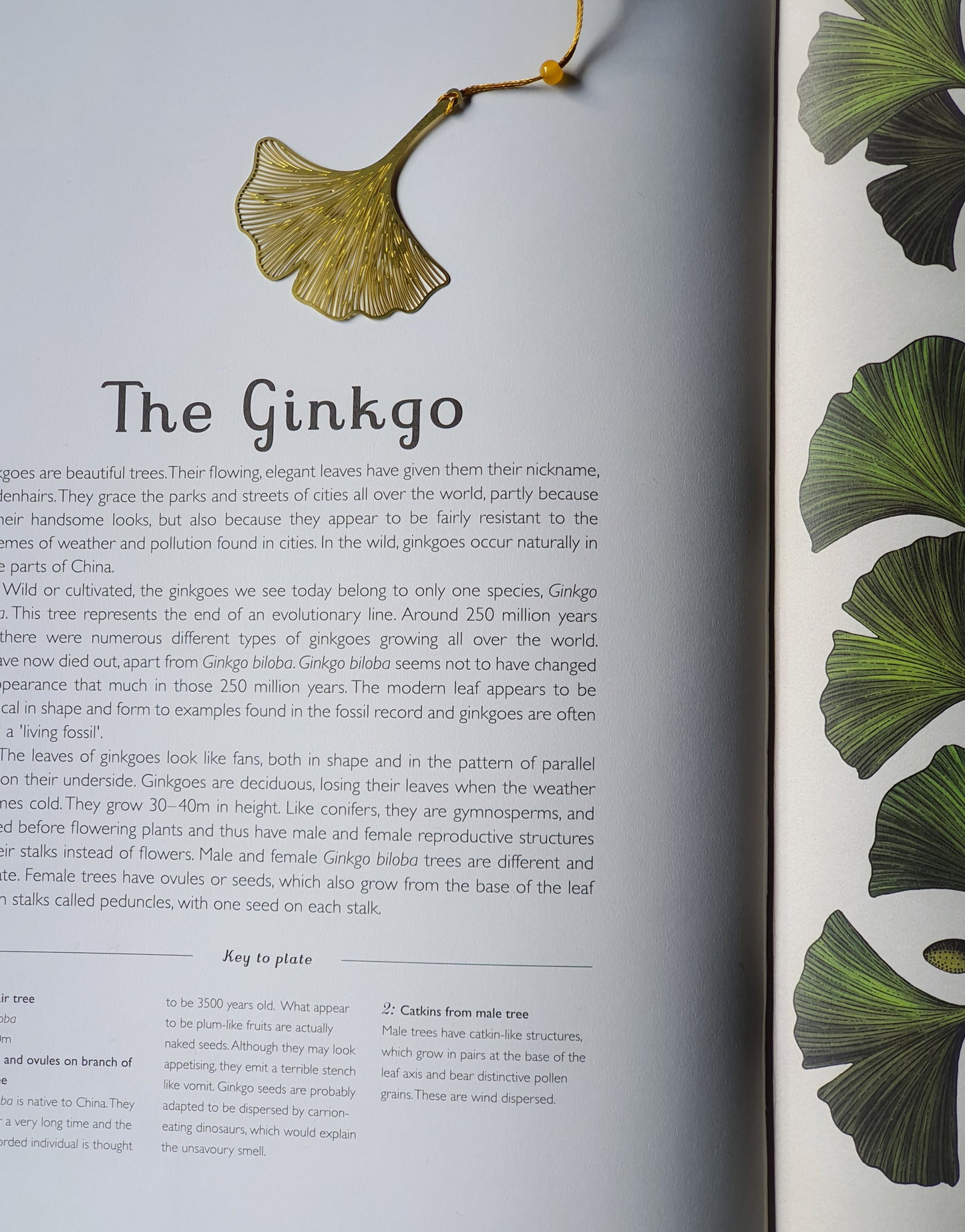 Bookmark, Gold-Plated, Ginkgo9