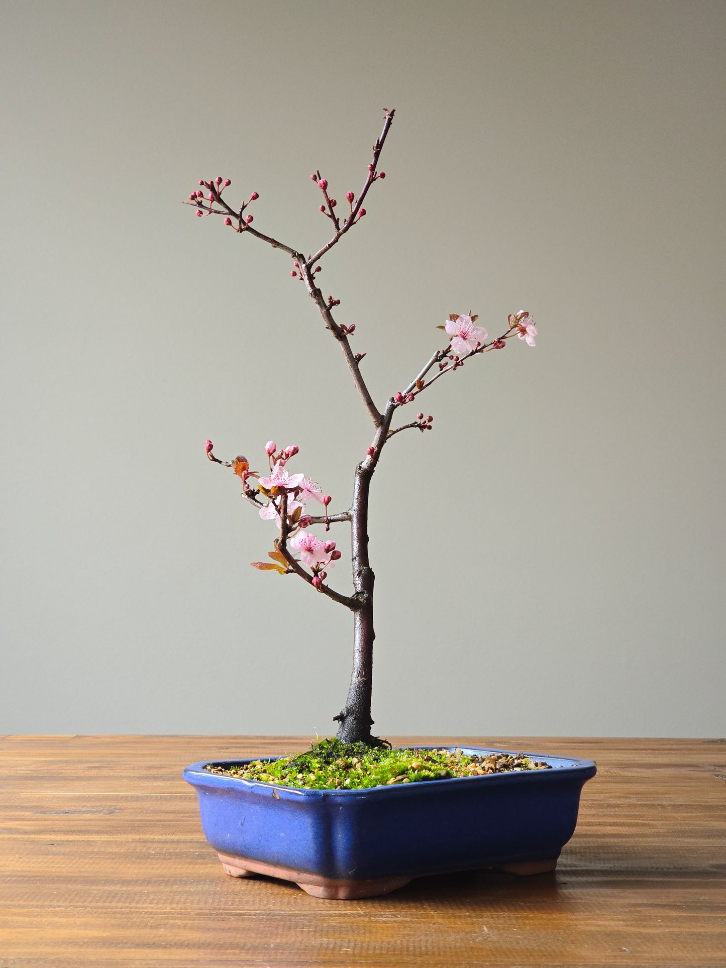 Black Cherry Plum Bonsai